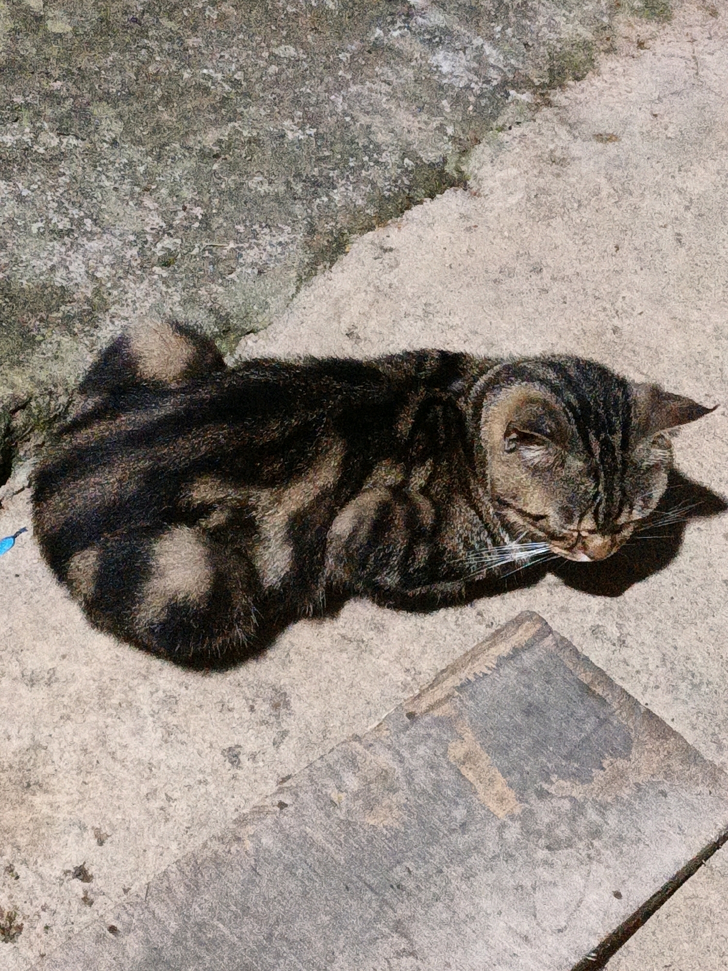 A tabby cat is resting on a concrete surface in Cikal, Indonesia. The cat is lying down, curled up with its eyes closed, appearing to be asleep. Its fur displays a typical tabby pattern of brown and black stripes. The concrete ground has a rough texture and is uneven in places. There is a shadow cast by the cat onto the ground, indicating it is outdoors in sunlight. A piece of grey wood or stone lies in the foreground, diagonal to the cat. In the upper left of the image, a patch of rough, speckled surface, possibly moss-covered stone or weathered concrete, is visible. A small blue object, possibly a piece of plastic, is partially visible to the left of the cat. The overall scene suggests a quiet moment in an outdoor urban environment.