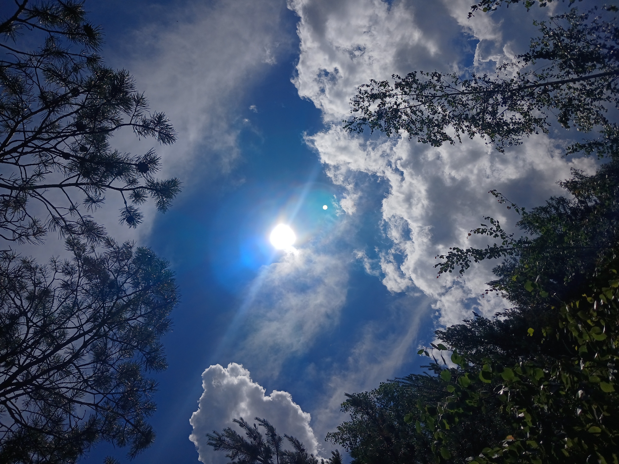 This is a low-angle, full shot of a forest canopy against a bright blue sky with scattered clouds. The sun is visible in the upper center of the image, partially obscured by a cloud, with visible lens flare. Pine branches with cones are silhouetted against the sky in the upper portion of the frame. Various deciduous trees with dark green foliage fill the lower and side portions of the image. The scene is consistent with a forest environment, possibly in Yekaterinburg, Russia, given the context of the location being provided. There are no people or discernible actions taking place.