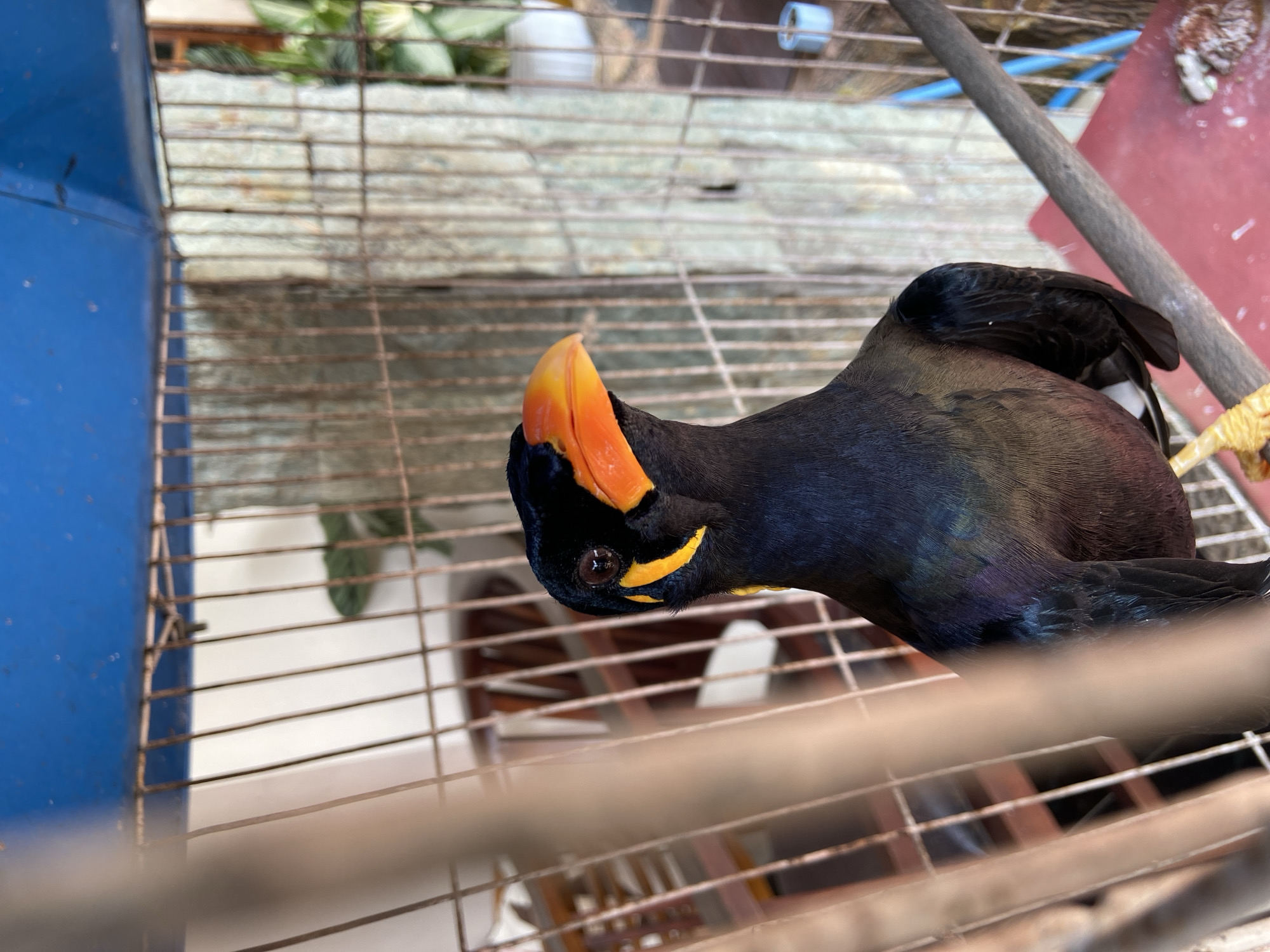 A dark-feathered bird with an orange beak and yellow markings on its face is perched on a branch inside a cage. The cage has a blue top and rusted metal bars. The background shows a blurred view of an outdoor environment with some greenery and what appears to be a house. The image is shot from a close-up perspective, focusing on the bird's head and upper body.