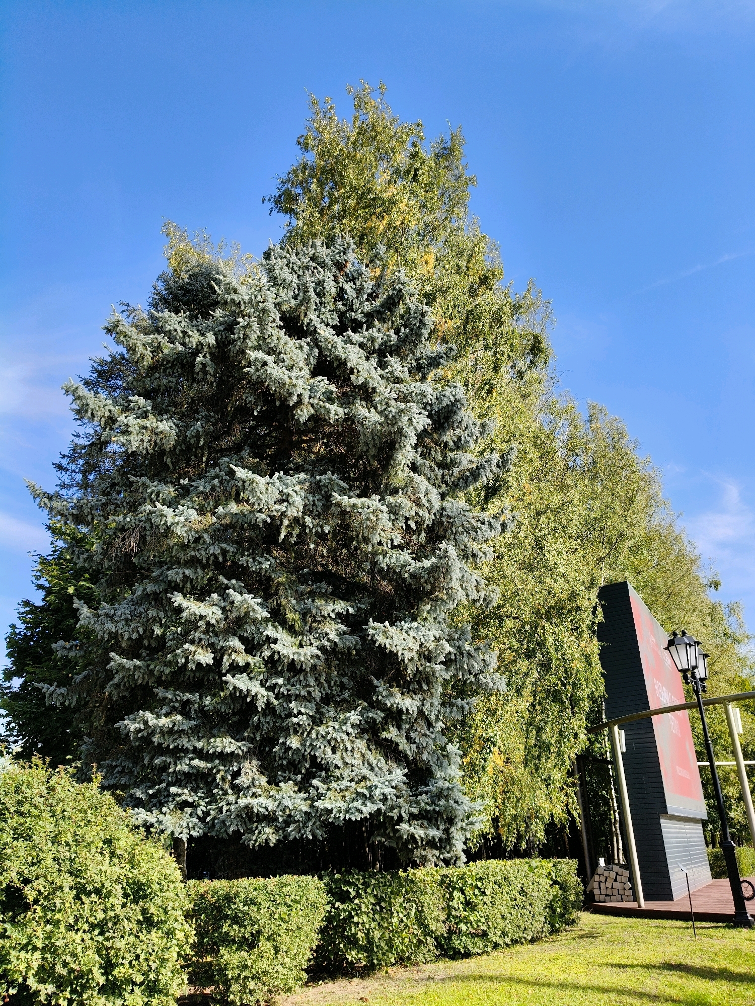 The image depicts an outdoor scene on a clear, sunny day with a bright blue sky. In the foreground, a neatly trimmed green hedge runs horizontally across the lower portion of the frame. Behind the hedge, a large, mature blue spruce tree dominates the left side of the image, its dense foliage a striking blue-green. To the right of the spruce, a line of lighter green deciduous trees with yellowing leaves forms a backdrop.
Further to the right and partially obscured by the trees is a dark, angular structure with a large, angled red surface that appears to be a display or advertisement. Adjacent to this structure is a black, vintage-style lamppost with two globes. A wooden platform is visible in front of the structure. The ground in the foreground is covered in green grass, with some shadows cast by the trees. The overall scene suggests a park or landscaped area. There are no people or animals visible in the image.