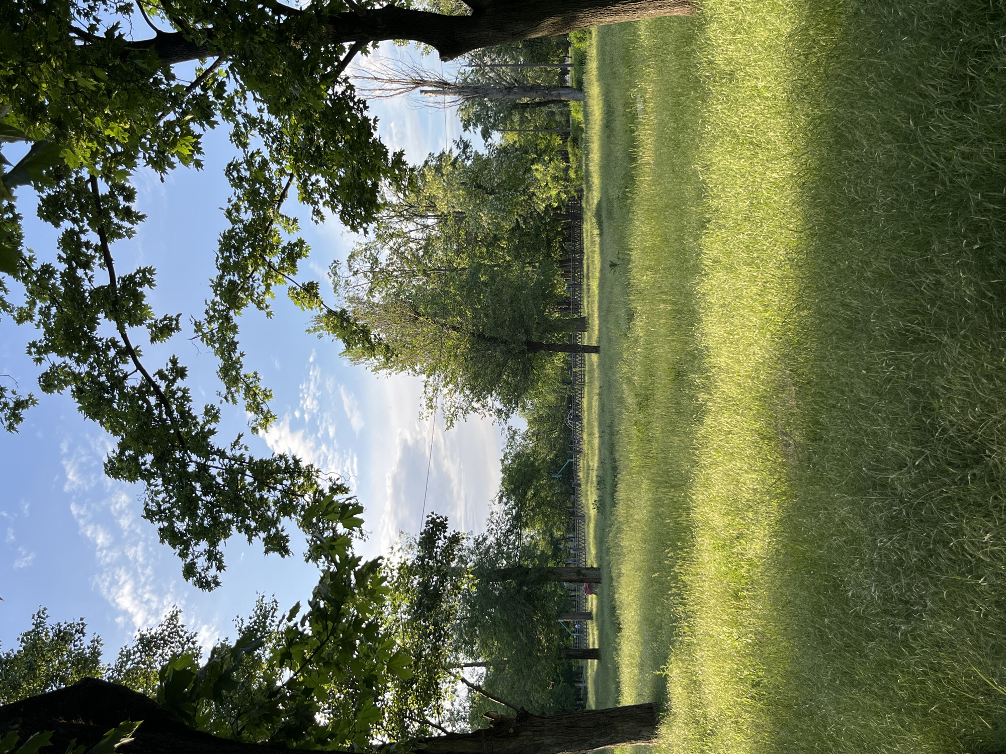 The image depicts a grassy area in an outdoor setting, possibly a park. Tall grass covers the majority of the scene, with trees framing the edges of the image. The sky is visible through the tree branches, showing patches of blue and white clouds. A fence runs parallel to the tree line in the middle ground. There are no people visible in the scene. Based on the prompt, this location is in Kryvyi Rih, Ukraine, but this cannot be determined from the image alone.