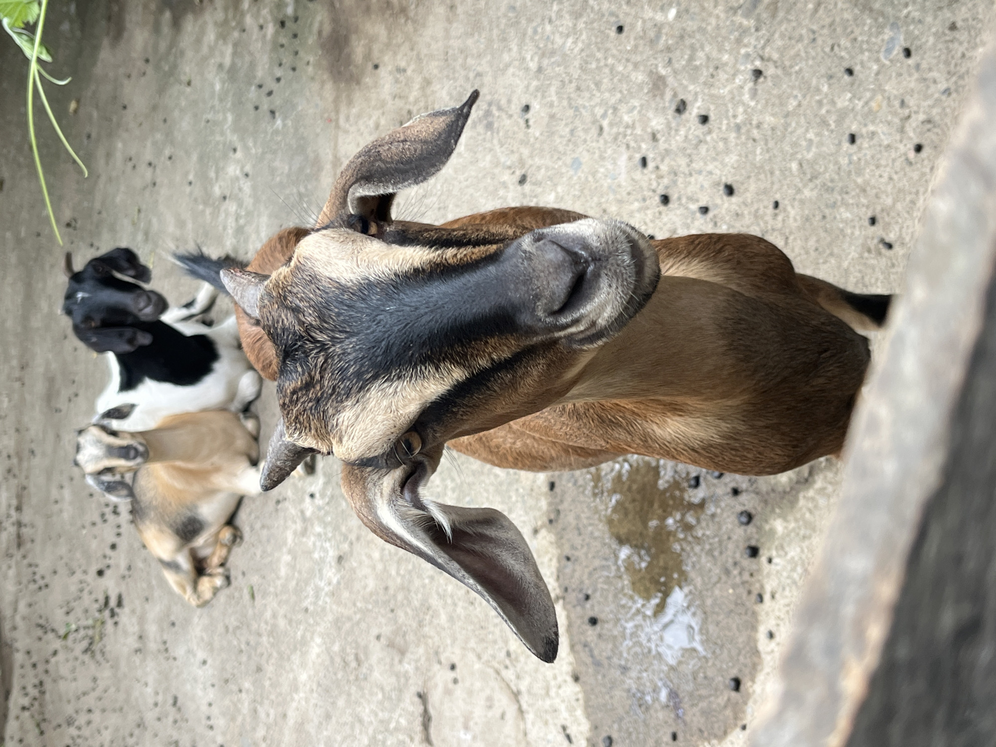 In Beuringen, Indonesia, four goats are present in an outdoor enclosure with a concrete floor. In the foreground, a brown goat stands and looks directly at the camera. Its head is tilted slightly, and its large ears are visible. Behind it, three other goats are lying down. One is light brown and white, another is black and white, and the third is mostly black. The environment appears to be a dirt or gravel area with some scattered dark objects, possibly animal droppings. A blurred wooden barrier is in the lower left corner of the image.