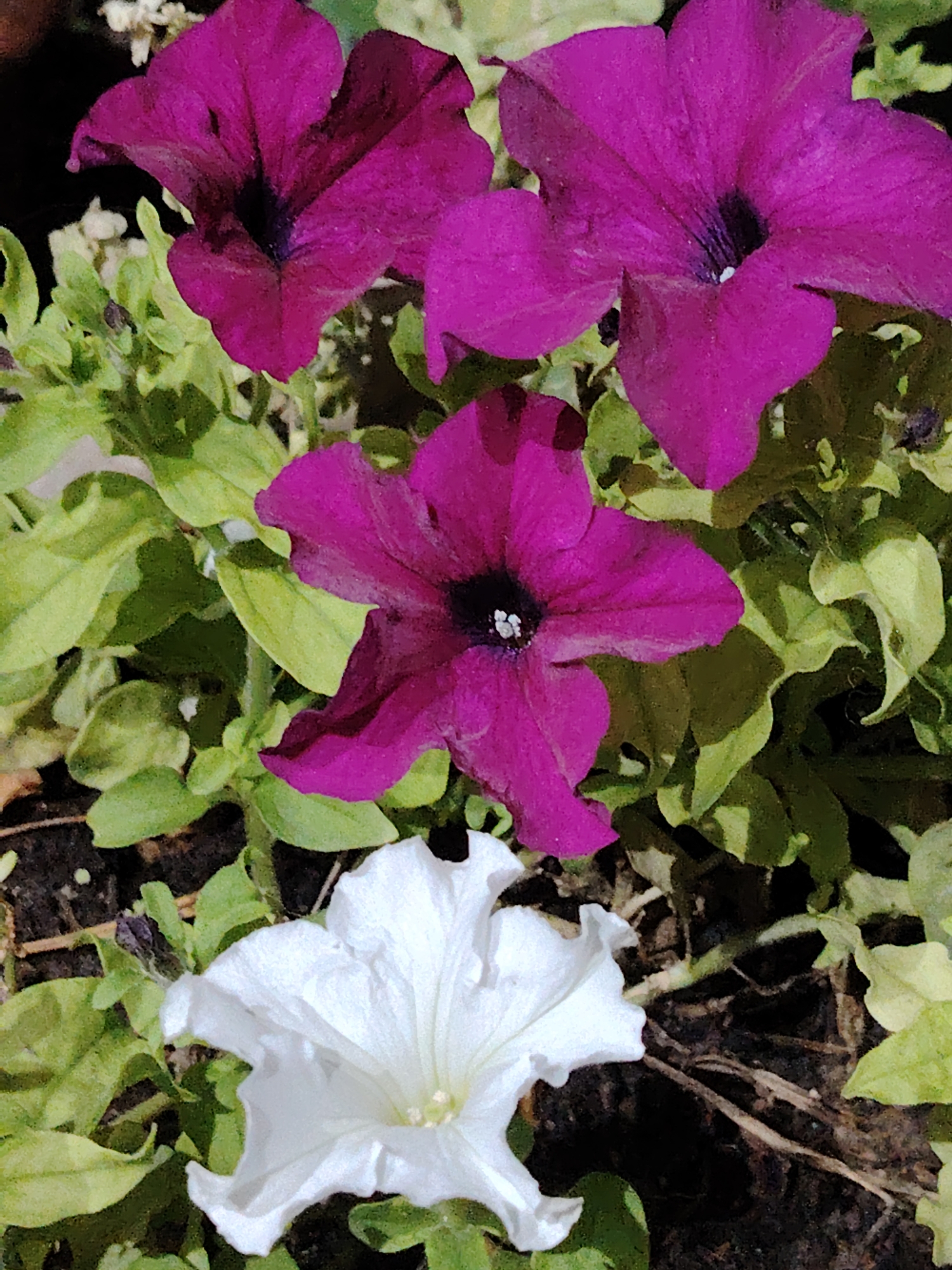 A close-up, vertical, eye-level shot showcases a cluster of blooming petunias. Two large, vibrant magenta petunias dominate the upper portion of the frame, their velvety petals unfurling outwards. Below them, a slightly smaller, deeper magenta petunia blooms, its dark center a stark contrast to its colorful petals. At the bottom, a single, pure white petunia commands attention, its delicate, ruffled petals appearing almost ethereal against the surrounding greenery. The background consists of lush, green foliage, interspersed with hints of lighter green and brown soil. The overall impression is one of natural beauty and vibrant floral display. The image does not contain any recognizable landmarks or elements that would indicate its specific location within Astana, Kazakhstan.