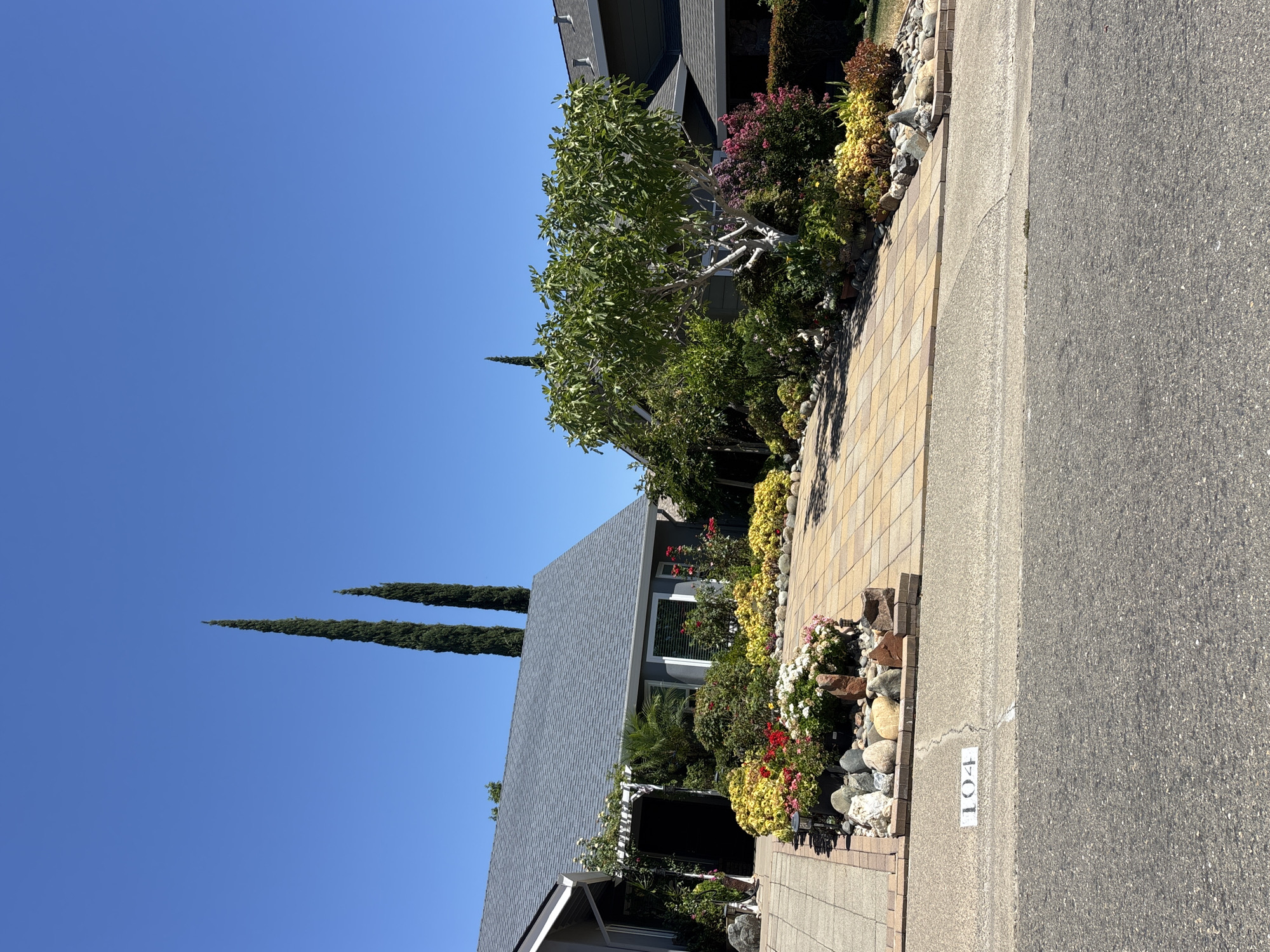 A single-family home in Folsom, USA, is captured from across the street on a clear, sunny day. The house, with its gray shingled roof, features a light gray exterior and a covered entryway with a white trellis adorned with climbing roses. A paved driveway with tan square tiles leads to the entrance, bordered by a variety of colorful flowers, shrubs, and decorative rocks. A prominent, mature tree with a white-painted trunk stands in front of the house, surrounded by dense foliage. The house number "104" is stenciled in white on the asphalt road in the foreground. Two tall, slender cypress trees rise majestically in the background, reaching towards the bright blue sky. The landscaping is vibrant and well-maintained, with a mix of flowering plants in yellow, red, and white, as well as lush green bushes.