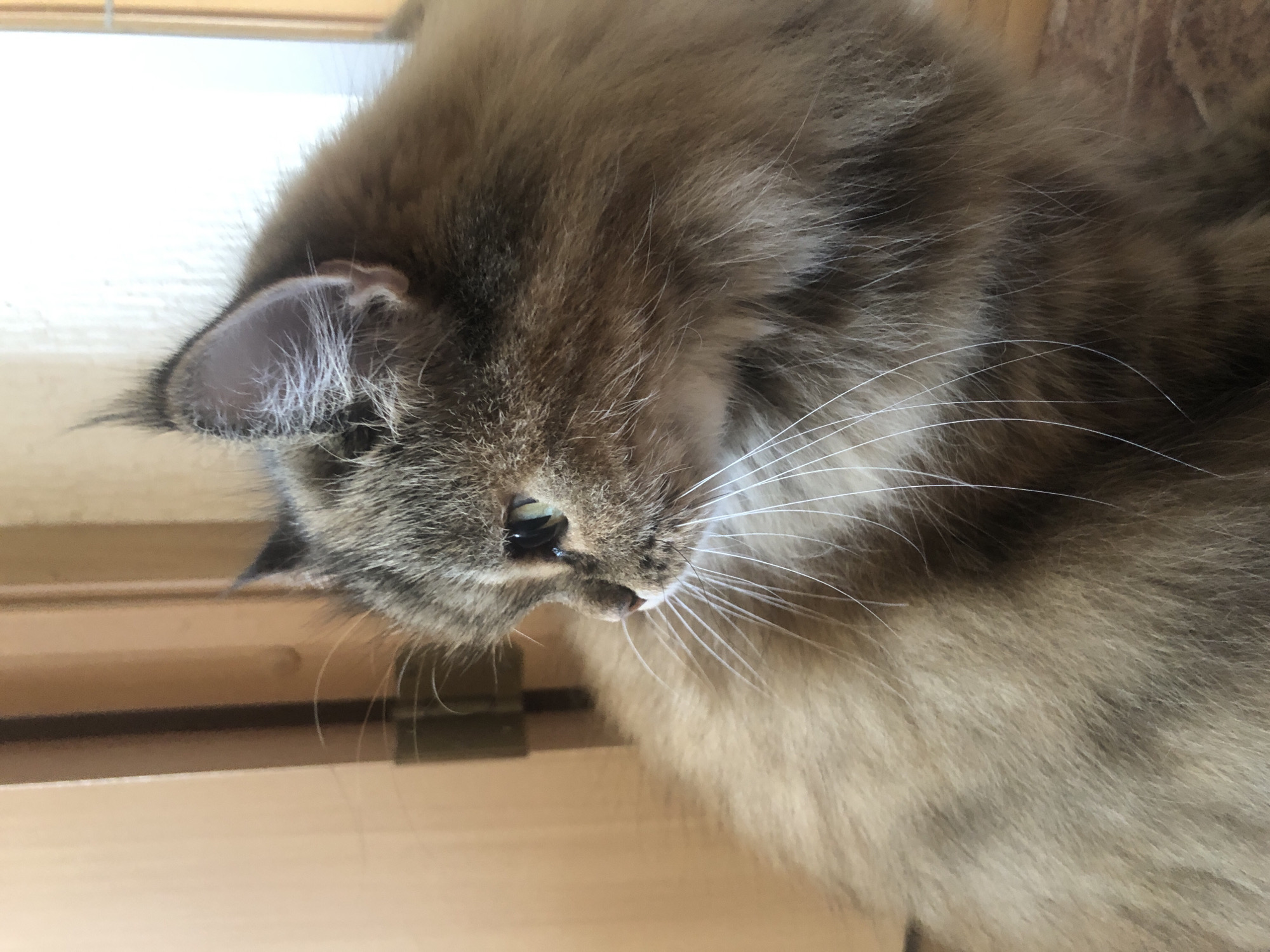 An indoor, medium shot captures a fluffy, brown tabby cat in profile, looking to the left. The cat's fur is dense and long, with distinct tabby markings in shades of brown and grey. Its right eye, a vibrant green, is visible and appears to be reflecting light. Prominent white whiskers fan out from its muzzle. The background is softly blurred, showing vertical wooden panels, possibly a doorway or furniture, in muted tones of beige and brown. The lighting appears natural, casting subtle shadows. The cat's pose suggests alertness and curiosity.