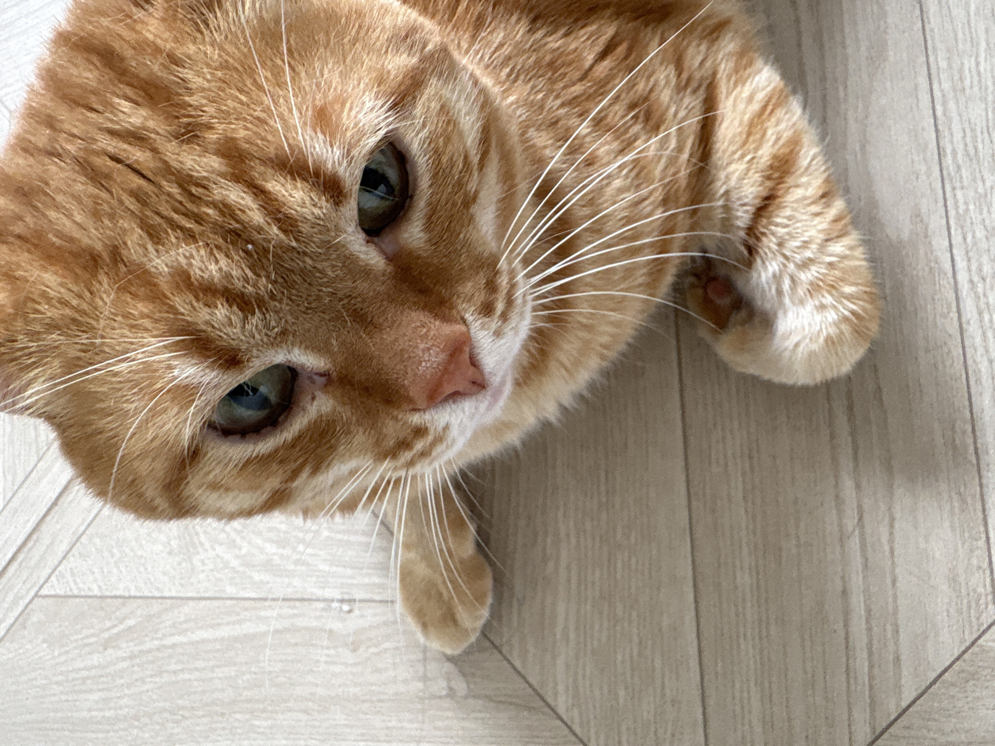 An orange tabby cat is looking up at the camera from a low angle. The cat has green eyes and white whiskers. The background appears to be a light-colored wooden floor with a linear pattern. There is no information present in the image indicating the location is in the city of Ембаево, Russia.