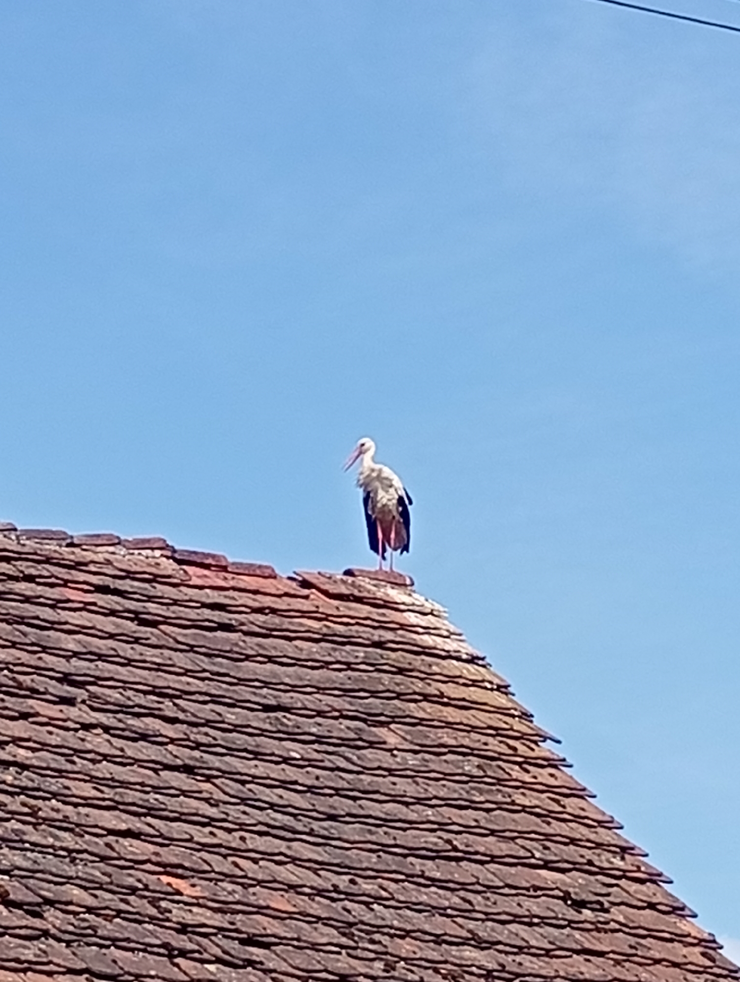 A white stork with black wingtips and a reddish beak stands on the peak of a red-tiled roof. The roof is angled, with visible layers of individual tiles. Behind the roof and the bird, a clear, bright blue sky dominates the upper portion of the image. The scene is set in Brzezia Łąka, Poland.