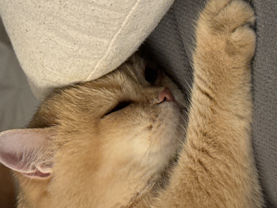 A tan cat is nestled under a beige pillow, resting its head comfortably. The cat's eyes are closed in repose, and its pink nose is prominently visible. Its right front paw is raised near its face, also resting. The background consists of a gray, textured surface, likely a blanket or cushion. The scene conveys a sense of comfort and relaxation.