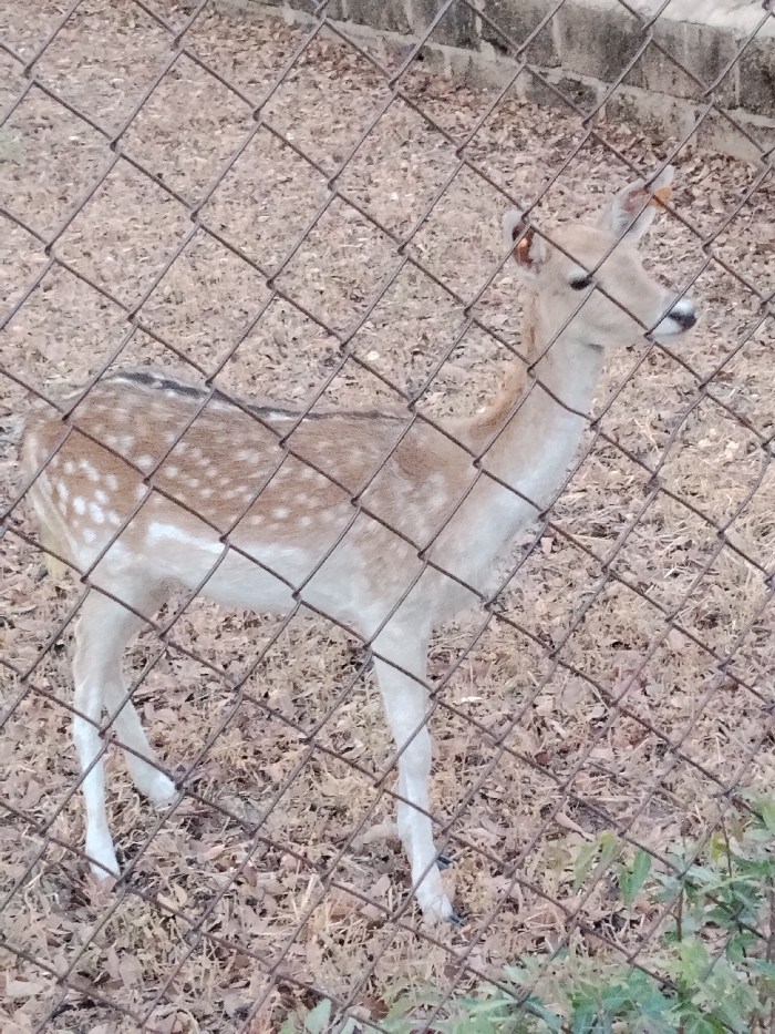 A single spotted deer stands within an enclosure in Garun Gawa, Nigeria. A chain-link fence, in the immediate foreground, runs diagonally across the frame. The deer, displaying a light brown and white spotted coat with a lighter belly and legs, stands facing right, its head slightly elevated. The ground within the enclosure consists of dry leaves and sparse vegetation. A light-colored concrete structure is partially visible in the upper background, while green foliage appears in the lower right foreground, partially obscured by the fence. No human subjects are present.