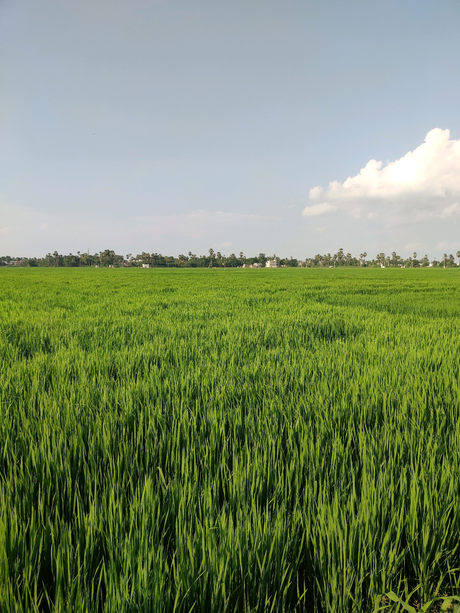 This is a photograph of a vast, vibrant green rice paddy field under a clear, pale blue sky with scattered white clouds. The field occupies the majority of the frame, stretching towards a distant horizon where a line of palm trees and a few buildings are visible. The rice stalks are lush and densely packed, creating a textured, undulating surface. The sky is bright, suggesting daylight. A small, dark speck, possibly a bird or an insect, is visible in the upper left portion of the sky. The scene appears to be in a rural area, likely in or around the city of Vemuru, India, given the presence of rice paddies and palm trees, characteristic of the region. There are no people or animals immediately apparent in the foreground or mid-ground. The overall impression is one of natural abundance and serene agricultural landscape.