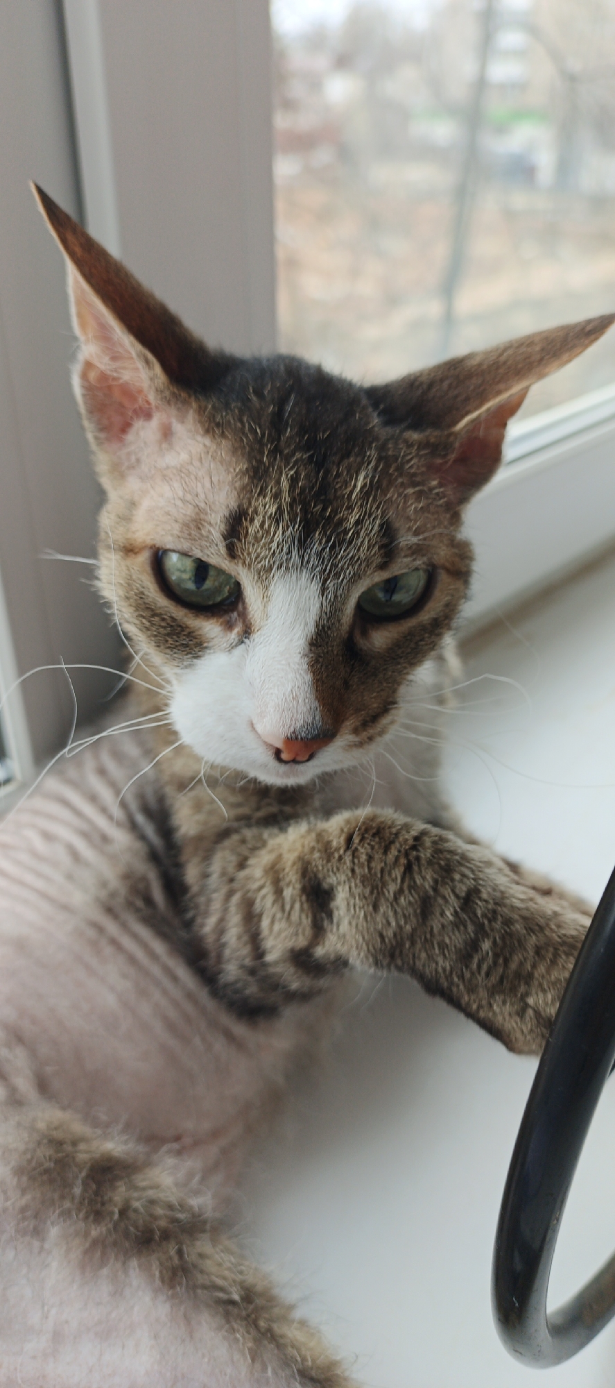 A cat with a light brown and white face, green eyes, and large ears is lying on a white surface, possibly a windowsill. The cat's body appears to have short fur, and it's extending a paw toward a black object. The background shows a blurred view of a cityscape with trees and buildings, which indicates an urban setting. The location is Chaikovsky, Russia.