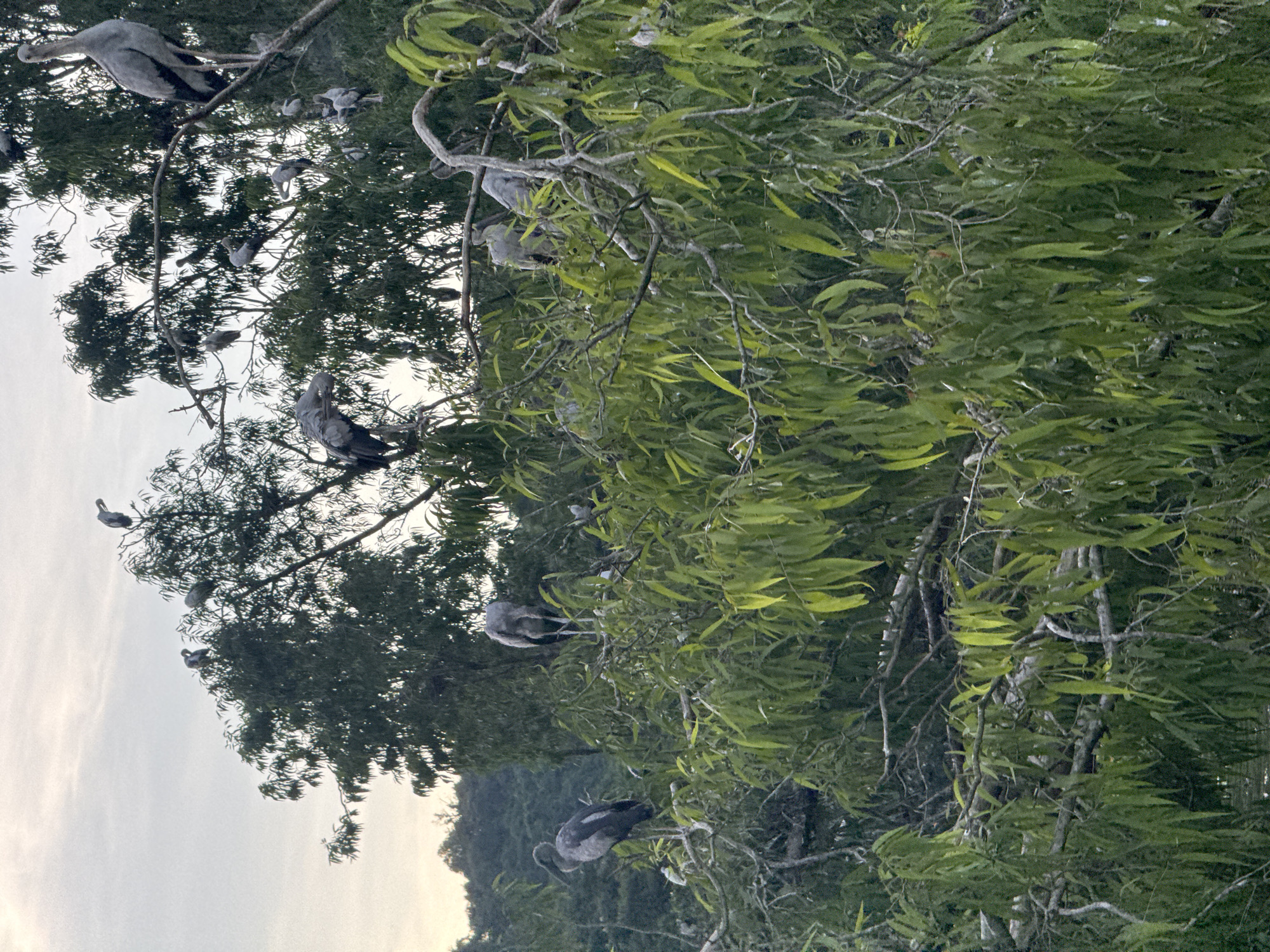 The image shows a flock of Asian openbill storks perched on the branches of a dense green tree, likely in the city of Yên Sơn Ward, Vietnam. The birds are predominantly grey with black wingtips and white undersides. Some are standing upright on branches, while others are hunched over. The foliage of the tree is thick and green, with some branches visible. The sky above is overcast with a light grey hue. The scene appears to be a natural habitat, possibly a nesting or roosting site for the storks.