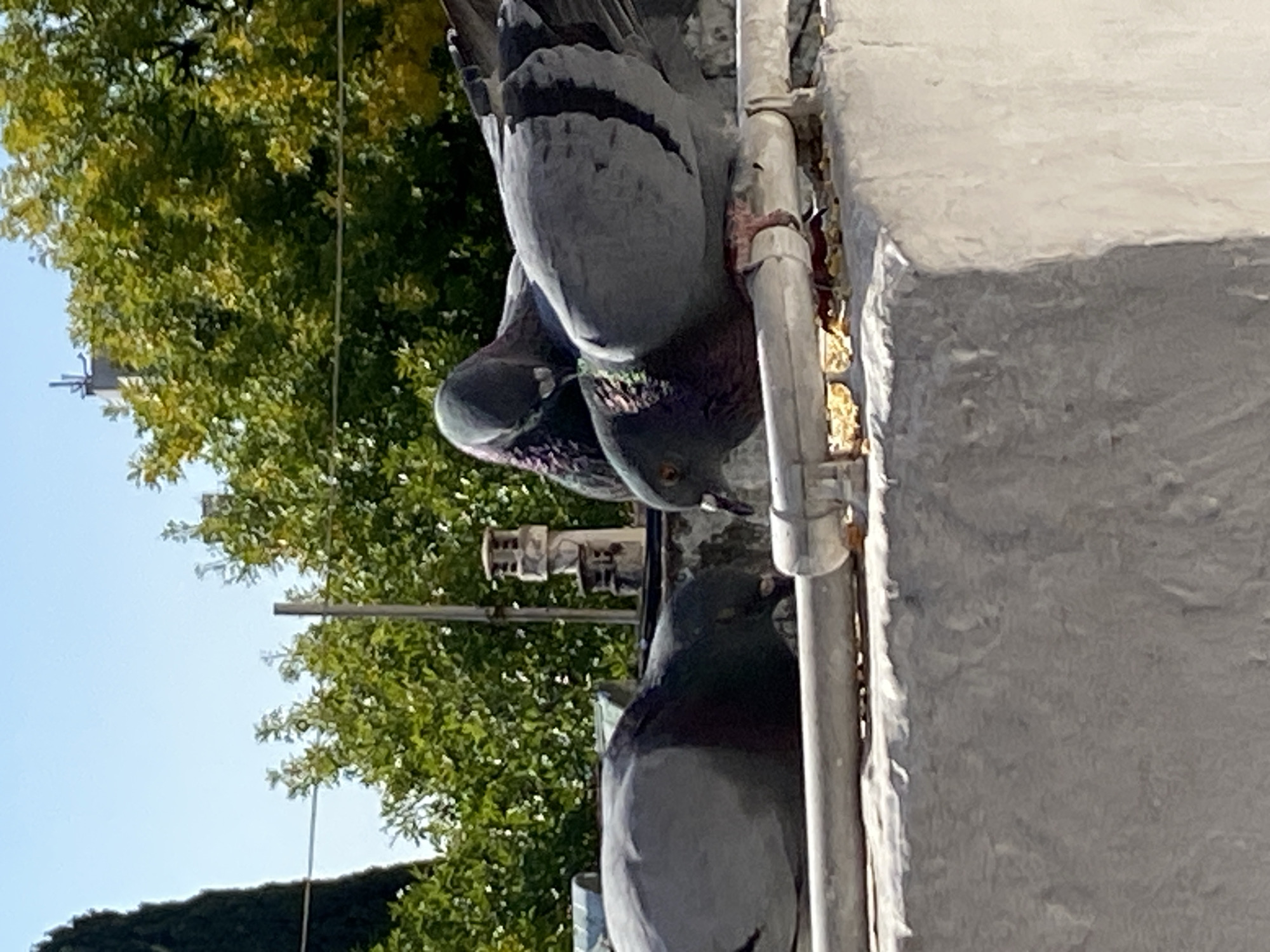 Three pigeons perch on a ledge, possibly part of a building or structure. The birds are gray and appear to be pecking at something on the ledge. A metal pipe runs vertically along the ledge, suggesting it could be a part of the structure or a utility pipe. In the background, there are green trees and a clear blue sky. The photograph is taken in daylight. While the location is requested to be Buenos Aires, Argentina, there's not enough information in the image to confirm this claim. Therefore, this request cannot be fulfilled without additional details or external data.