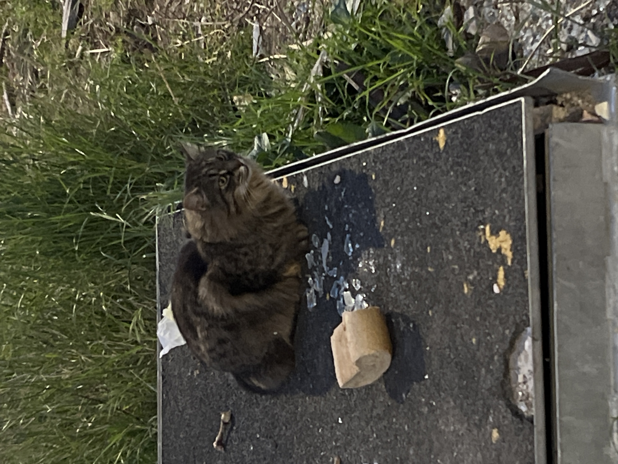 A long-haired tabby cat sits on a dark grey, possibly concrete or asphalt surface, with a piece of light brown wood or cardboard nearby. There are scattered white and translucent specks on the surface. Green grass and foliage are visible along the top and left side of the surface. A metal edge is seen on the right. A small bone is visible on the concrete. The scene is generally untidy, suggesting an outdoor or neglected area. The location of Boreti, Montenegro is not explicitly indicated in the image, but the image has characteristics of urban outdoor area.