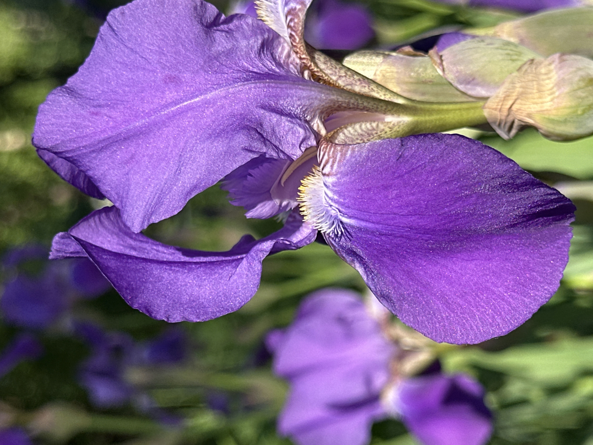 A close-up shot reveals a vibrant purple iris in bloom. The petals display a textured surface with visible lines and slight variations in color intensity. Hints of yellow are present along the edges of some of the petals. In the background, there is a blurred view of more flowers and green foliage. The location and date were not recorded.