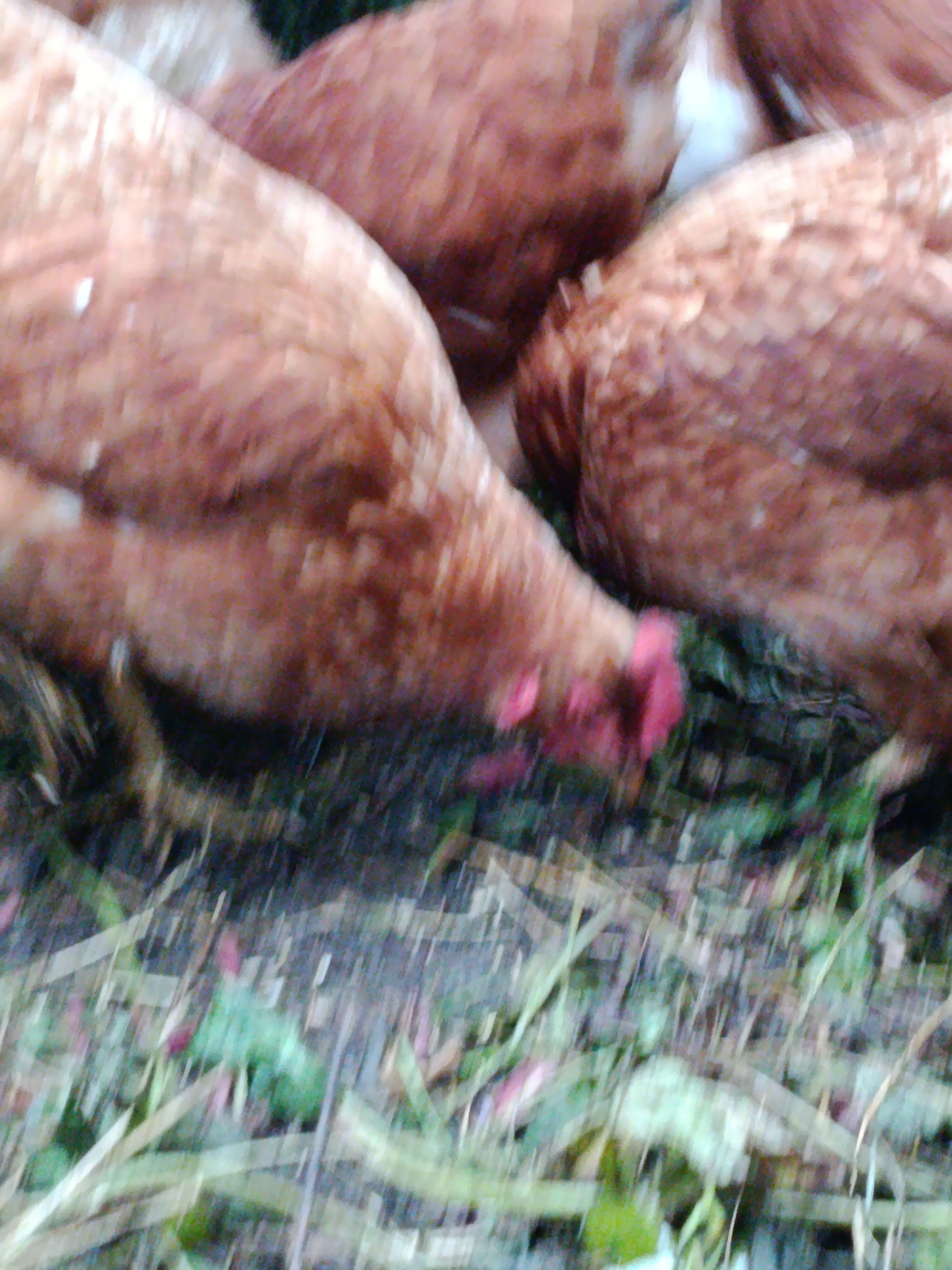 The image is a blurry, close-up shot of several brown chickens foraging on the ground. The chickens' feathers are predominantly reddish-brown, with some lighter flecks. One chicken in the foreground is bending down, its head obscured by its body and the low-angle perspective. A pink beak is visible as it pecks at the ground. The ground appears to be covered in dry grass, leaves, and possibly dirt. The overall lighting is dim, and the motion blur suggests the chickens are actively moving. There are no discernible human figures or city elements visible in the frame, so no specific location in Verea, Russia, can be identified from the image itself.