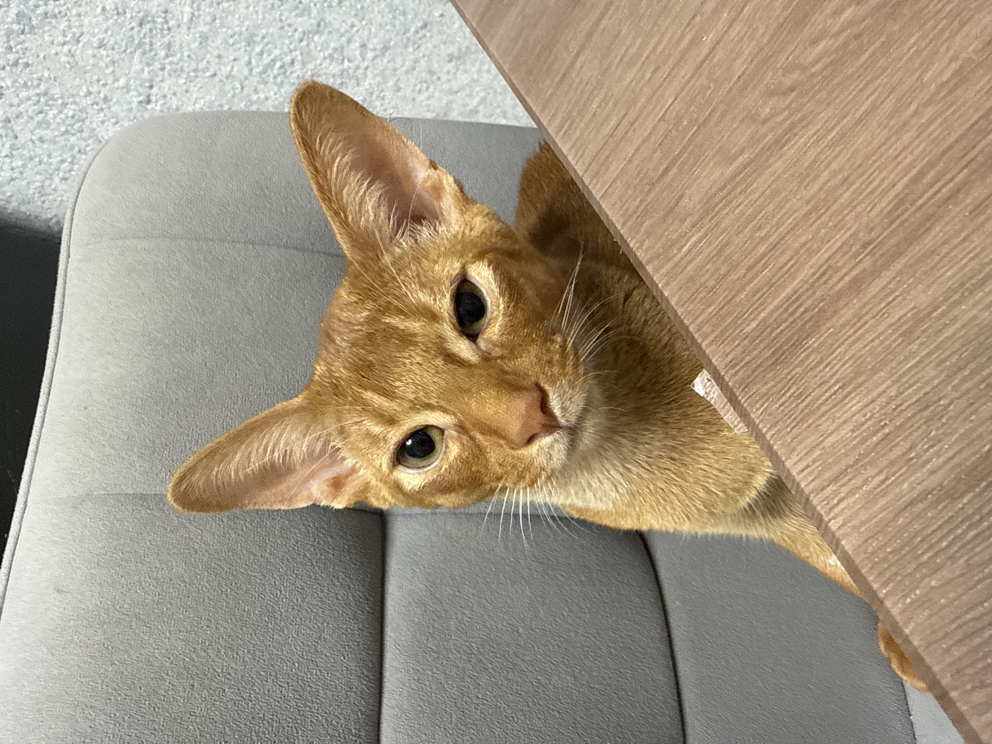 An orange tabby cat is sitting on a gray chair and looking at the camera. The cat's head is tilted to the left, and its eyes are wide open. A wooden table is in the foreground, partially obscuring the cat's body. The background is a textured gray wall. The scene appears to be indoors, possibly in a home or office. There is no information in the image to suggest a specific location in Stary Oskol, Russia.