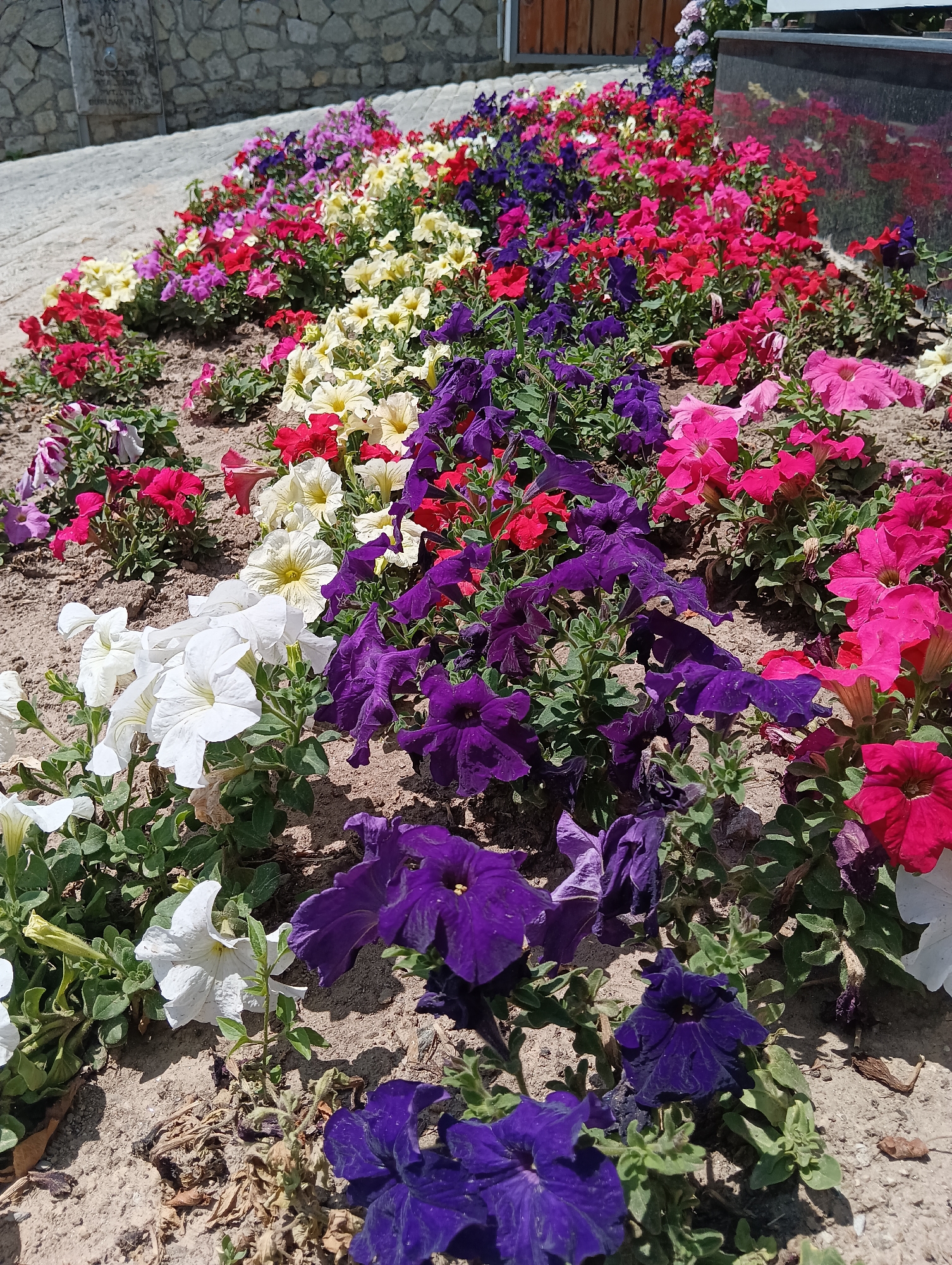 The image depicts a vibrant flower bed filled with a variety of petunias in bloom. The flowers display a range of colors including deep purple, bright pink, red, white, and yellow. They are planted closely together, creating a dense carpet of color. The flower bed is situated on a sandy ground, with some dried leaves and twigs scattered around. In the background, a stone wall and a paved pathway are visible. To the right, a dark, reflective surface, possibly a monument or a polished stone, is partially visible, showing a reflection of red flowers. The scene is outdoors, under bright daylight, suggesting a sunny day. There are no people visible in the image, and no actions or interactions are taking place. The setting appears to be a public area, likely a park or a garden in the city of Palchan, India.
