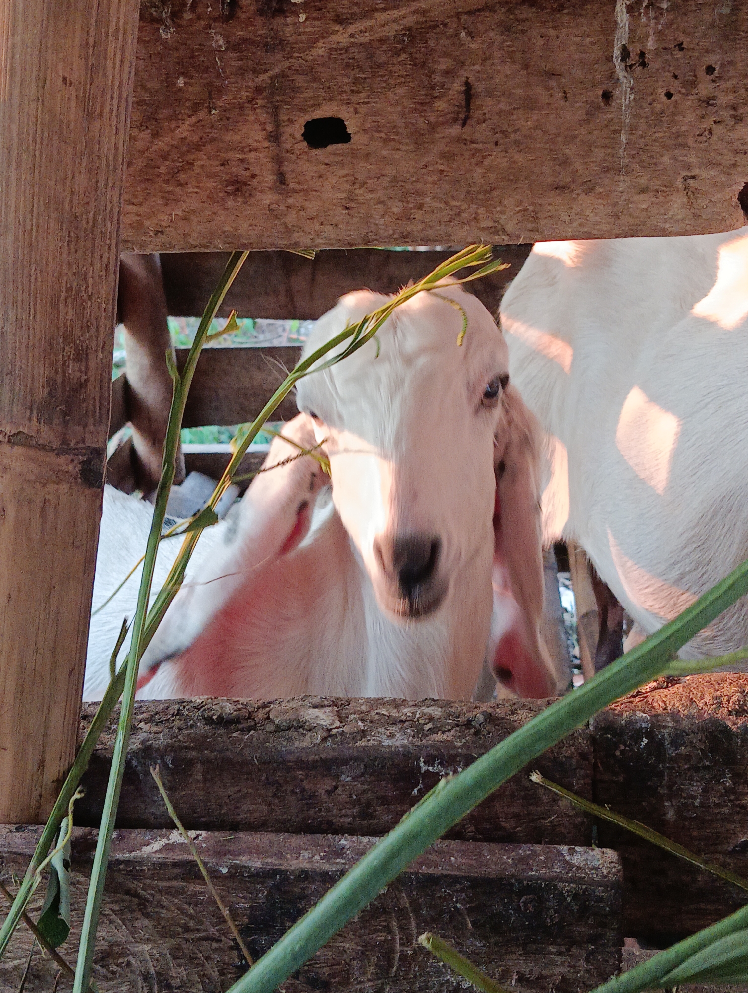 A close-up, eye-level shot captures a white goat looking directly at the camera, framed by wooden structures in what appears to be an enclosure. The goat's face is pale pink with dark blue eyes, and it has long, floppy ears. A few blades of green grass are visible in the foreground, partially obscuring the goat's face. The background shows another white goat and hints of greenery, suggesting an outdoor setting. The wooden elements are weathered and rough, with some darker discoloration and a small, dark hole in the top wooden plank. The lighting suggests it is daytime, with sunlight casting shadows and highlights on the goats' fur. The overall scene depicts a rustic, agricultural environment, possibly a farm or a backyard enclosure, in Pematang Jaya, Indonesia.