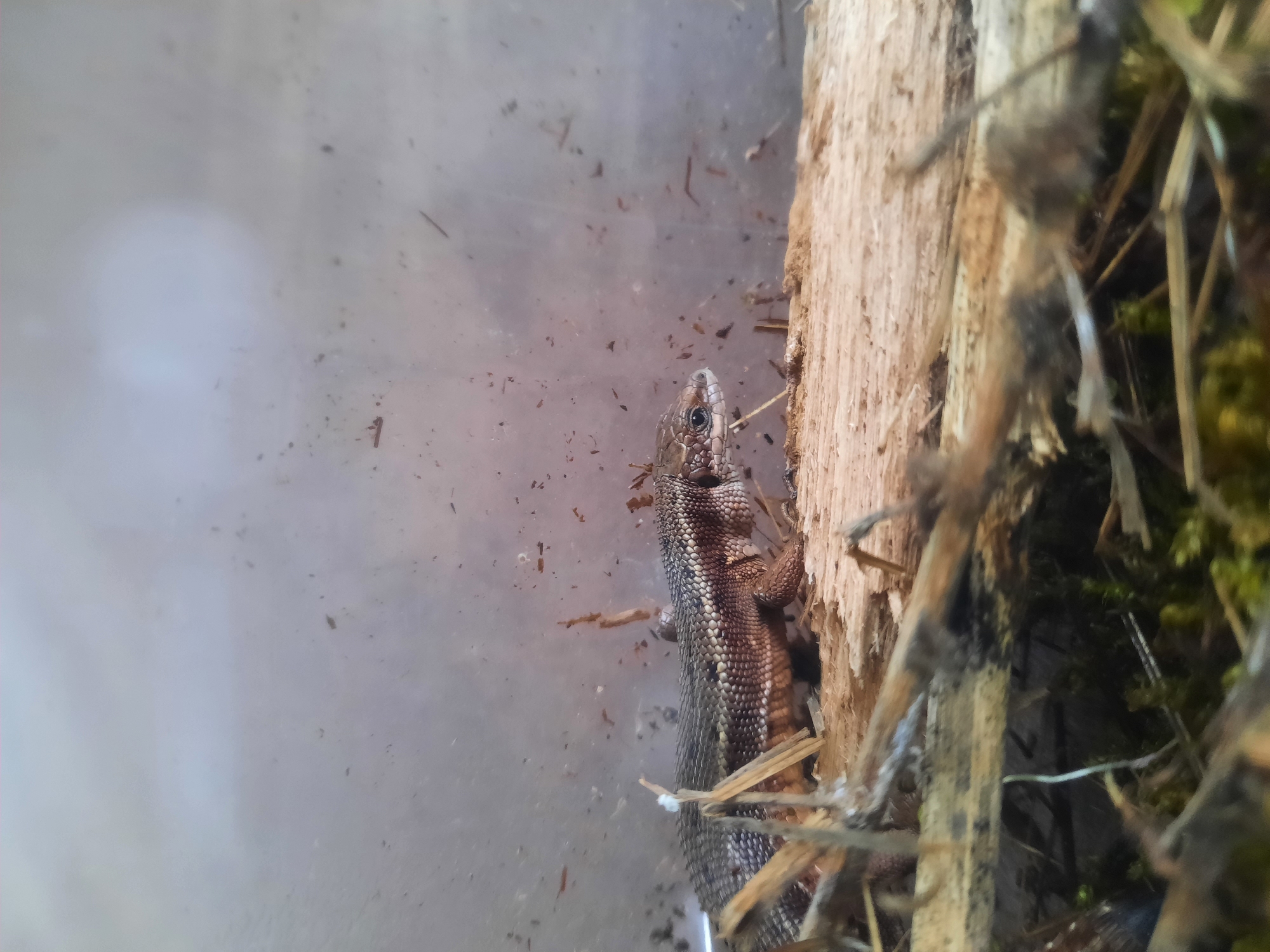 A lizard, potentially a sand lizard based on its scale pattern, is positioned next to a piece of weathered wood. The lizard is oriented vertically, with its head directed towards the top of the frame. The background appears to be an opaque surface, possibly glass or plastic, with debris scattered across it. The wood is light in color and textured. The surrounding environment consists of decaying organic matter, including small twigs and potentially moss, indicative of a woodland or natural setting. While it is impossible to confirm the location as Krasnogorskoye, Russia without additional context, the environment is consistent with landscapes in that region.
