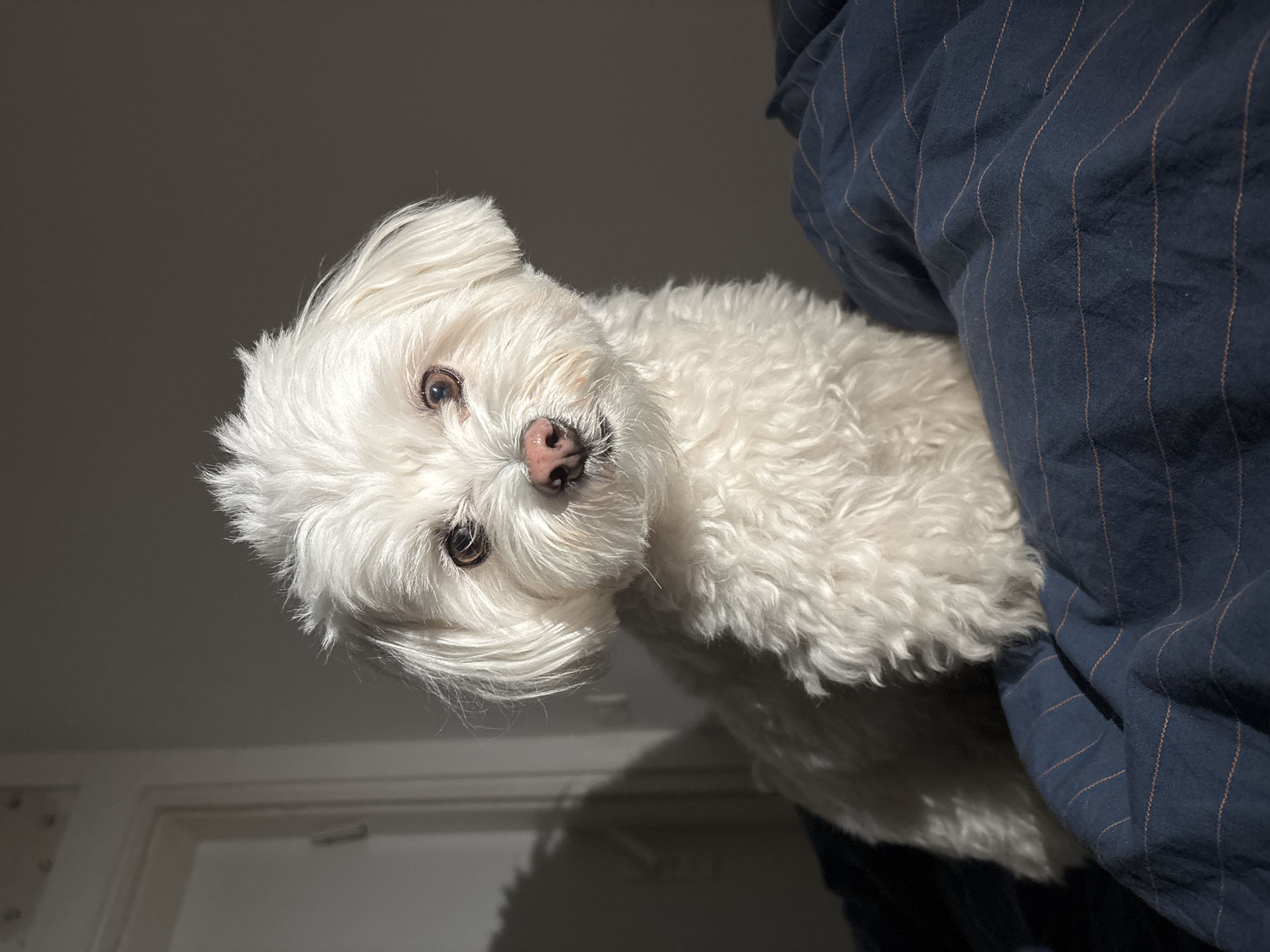 A white, small breed dog with fluffy fur, likely a Maltese or similar breed, is the main subject of the image. The dog is positioned at an angle, looking directly at the camera. Its nose is pink and its eyes are dark. The dog is partially situated next to or upon blue striped fabric, possibly a blanket or bedding. The background consists of a shaded area, possibly a wall and a partially visible white doorframe. There is insufficient information to determine the specific location in Bat Yam, Israel.