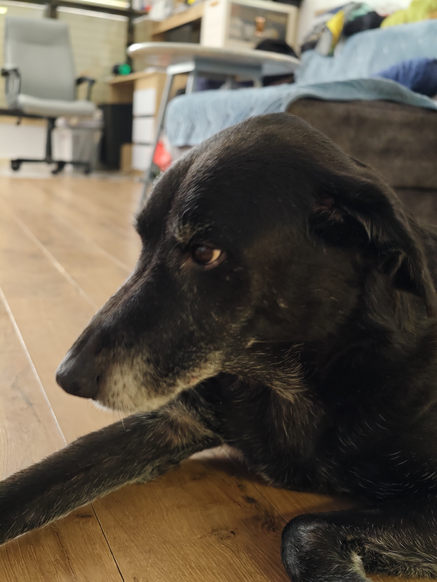 A black dog with graying fur around its muzzle lies on a wooden floor. The dog is in the foreground, and its head is turned to the left, looking slightly downward. The background is blurred, showing a room with furniture, including a chair and what appears to be a couch or bed. The scene is indoors, likely in a residential setting. The image does not provide any information about the city of Petah Tikva, Israel.