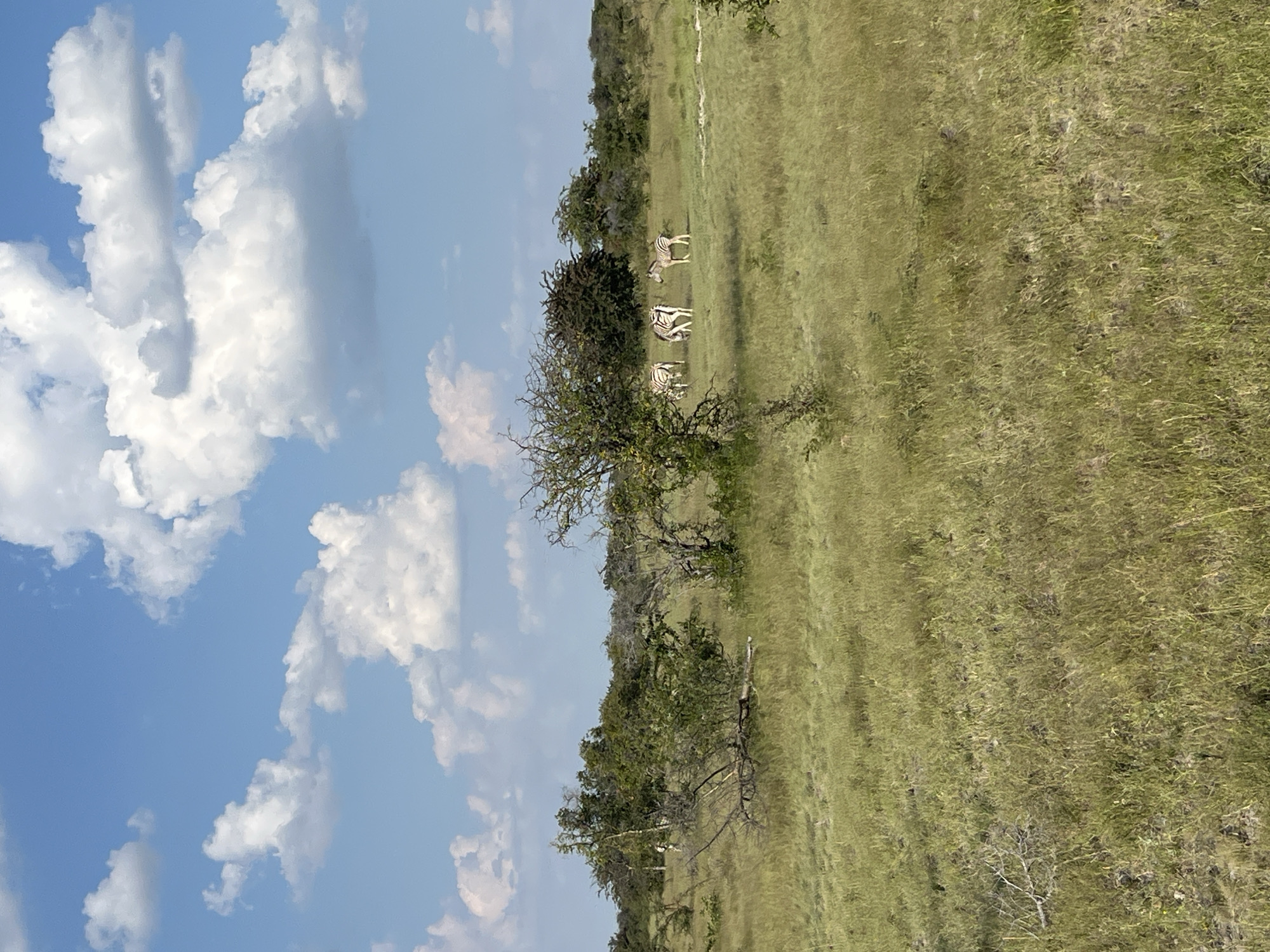 The image shows a grassy field under a partly cloudy sky. Several zebras are standing in the field, near some trees. The location is likely near Gucta, Botswana.