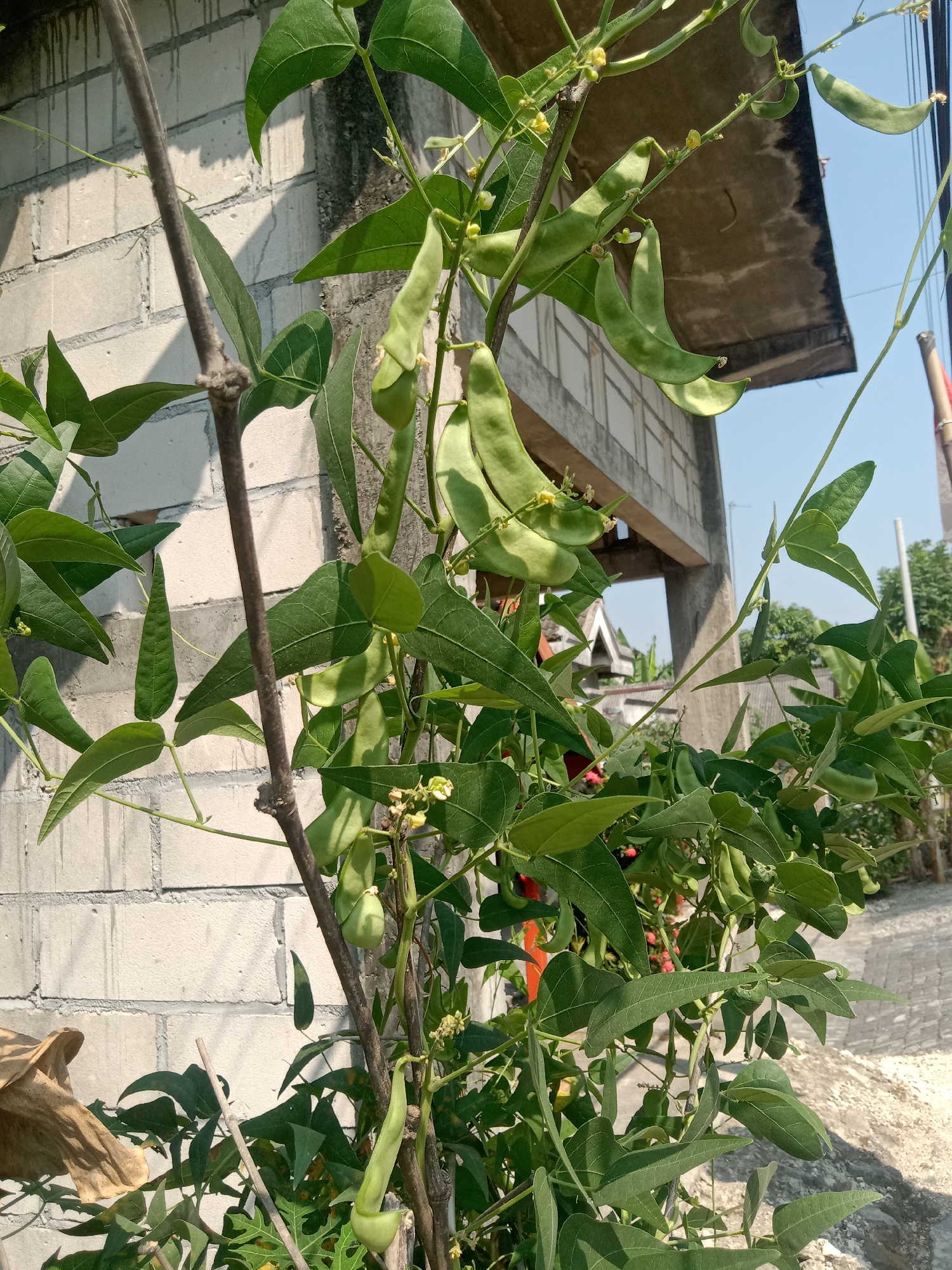 The image captures a close-up view of a bean plant growing outdoors in Tegalkodo, Indonesia. The plant has lush green leaves and several light green bean pods are visible, some still developing and others more mature. Small yellow flowers are also present on the vine. The background consists of a light brick wall and a building with a concrete roof. The sky is clear and blue, indicating it is daytime. The plant appears to be cultivated, possibly in a home garden or allotment.