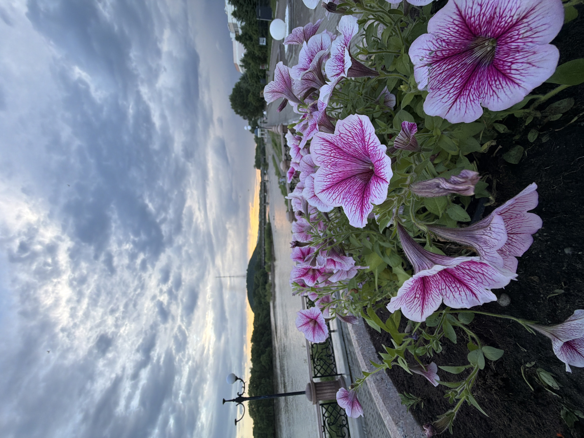 The image depicts a close-up view of pink and white petunias in a planter box. In the background, a river flows under a cloudy sky at dusk. A lamppost stands to the left, and a hill with a tower is visible on the horizon. The scene is likely in Birobidzhan, Russia, given the context provided.