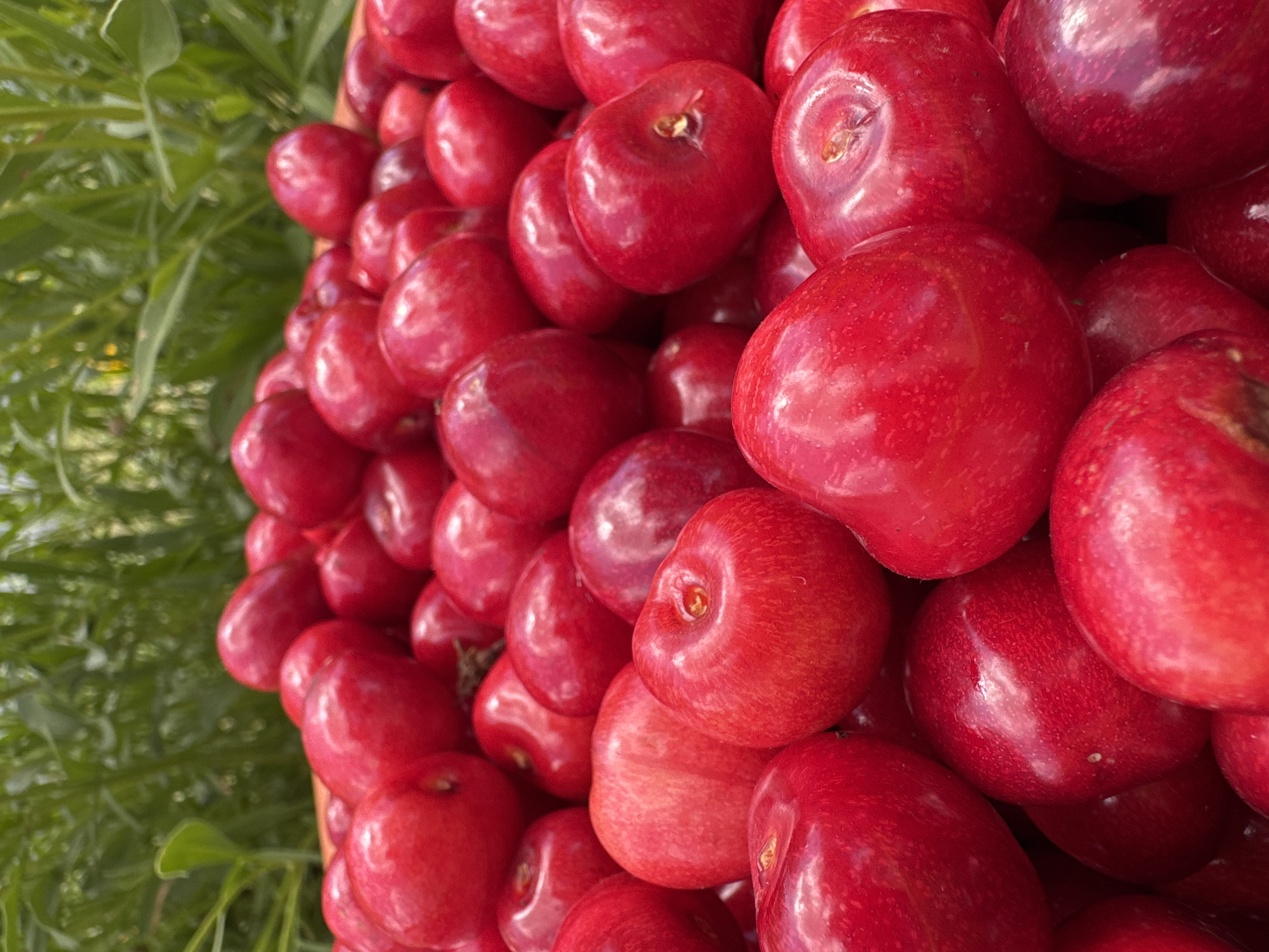 A close-up, vertical, eye-level shot shows a pile of bright red cherries. The cherries fill the majority of the frame, with some greenery visible in the blurred background, suggesting an outdoor setting. The lighting is natural and highlights the glossy texture of the fruit, with some cherries showing small, lighter spots. No people or specific landmarks are visible. The location is stated as Dobrovske rural settlement, Ukraine.