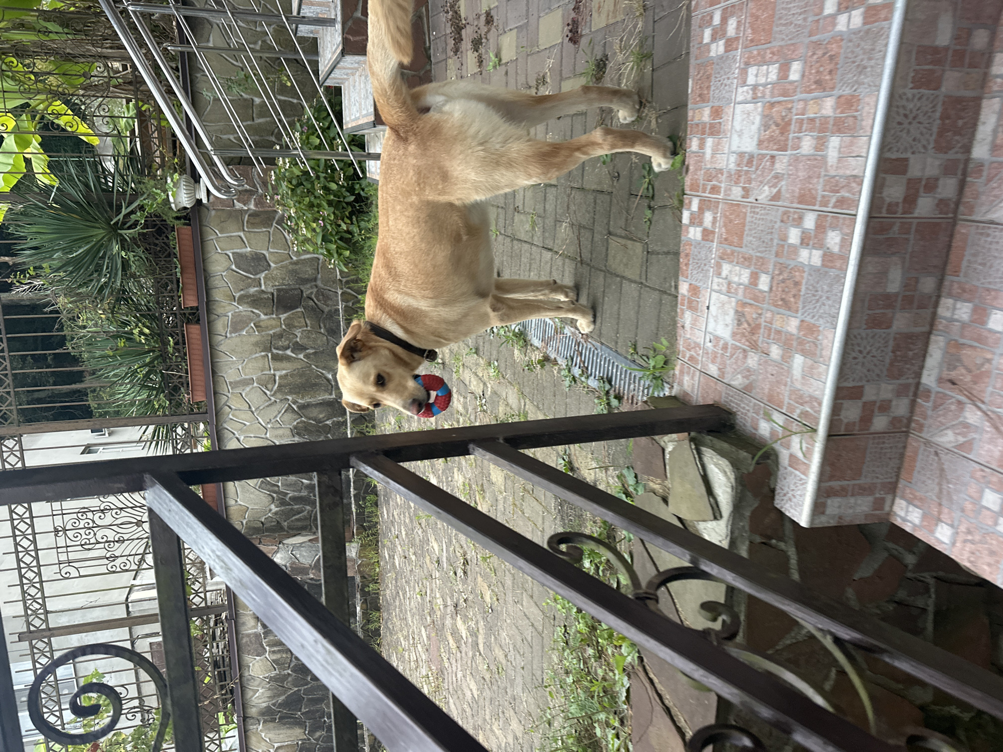 A medium-sized, light-colored dog stands on a tiled staircase, holding a red, white, and blue ball in its mouth. The dog is facing right and looking towards the viewer. The staircase is outdoors, with stone walls and a metal railing in the foreground. In the background, there is a fence, lush greenery, and a building. The scene appears to be in a residential area in Sochi, Russia, given the architectural style and vegetation. The lighting suggests it is daytime.