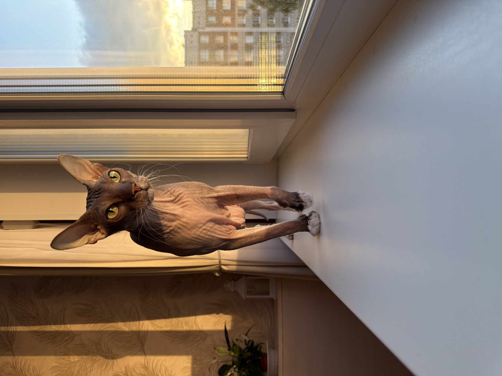 The original image is rotated 90 degrees counter-clockwise. It depicts a curious Sphynx cat standing on a white windowsill during golden hour. The cat, with its distinctive dark grey, wrinkled skin, and prominent greenish-yellow eyes, looks directly at the viewer. Long white whiskers extend from its snout, and white fur tufts are visible on its paws.
Warm, golden light from the setting or rising sun streams through the window, casting a rich glow over the scene. Outside the window, a cloudy sky is visible above a tall, multi-story building, indicating an urban environment. The window pane features a textured, possibly privacy, film or a blind with a grid-like pattern. Below the windowsill, the wall is adorned with patterned wallpaper, its feather-like or leaf-like design accentuated by the strong shadows cast by the golden light. A small potted plant with green leaves and white flowers is visible in the bottom left. The cat's direct gaze and the dramatic lighting are notable features of this indoor scene. No visible text is present.