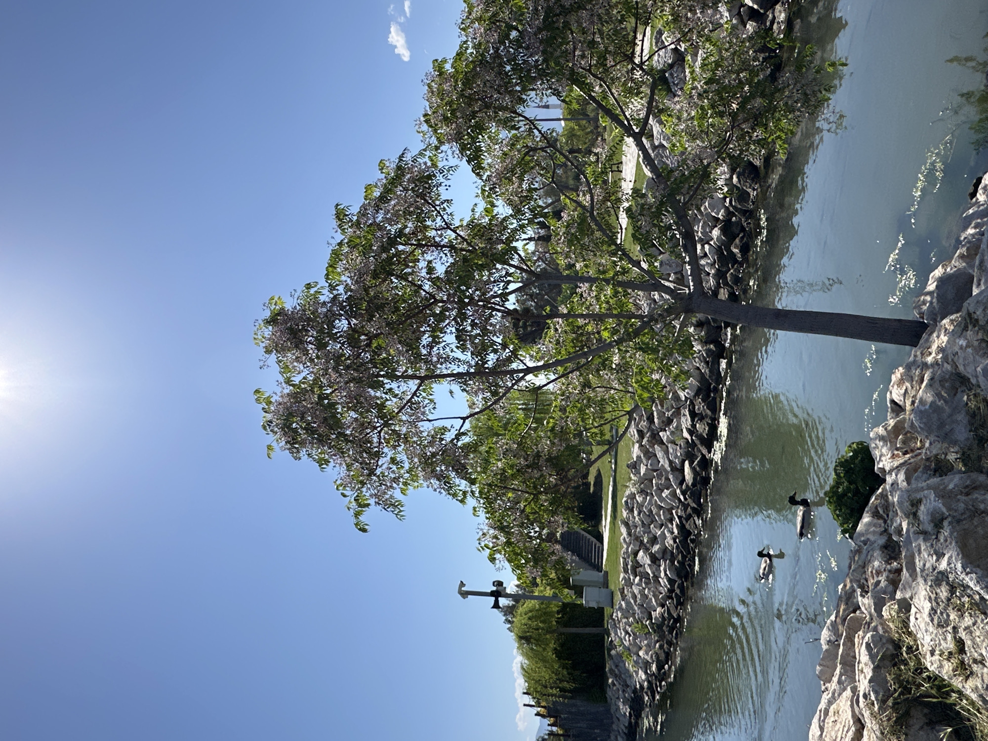 The image shows a park scene in Fethiye, Turkey, likely a public garden or recreational area. A tree with light purple flowers is the focal point, its trunk extending into a canal. The canal has rocky edges. Two ducks are swimming in the canal. The sky is clear and blue, with the sun visible in the top left corner. A weather station is on the other side of the canal. Vegetation is also visible on the opposite bank.