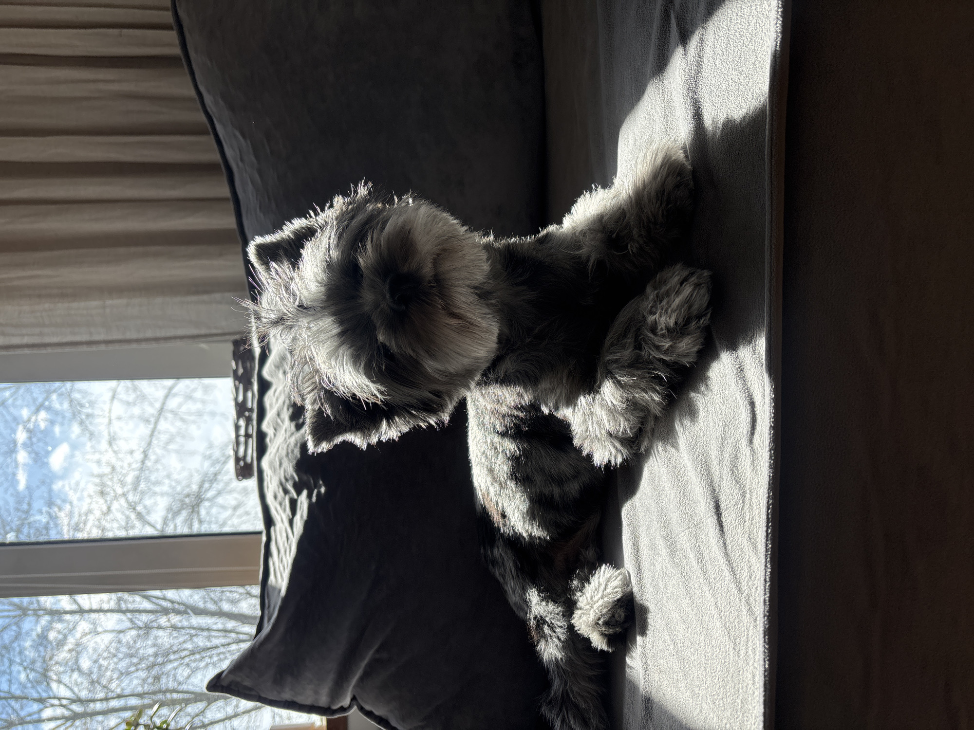 This media file captures a small, grey-furred dog resting comfortably on a grey sofa. The dog, possibly a Miniature Schnauzer or similar breed, is positioned horizontally on its side across the vertically oriented frame. Strong, natural sunlight streams into the room from a window on the left, creating a dramatic interplay of light and shadow across the scene.
The dog's textured grey fur is brightly illuminated along its edges, head, and parts of its body, creating a striking halo effect that highlights the individual hairs. Its head is visible, facing towards the right of the frame, but its facial features are obscured by the backlighting. The animal appears relaxed and peaceful, seemingly enjoying the warmth of the sun.
The sofa features a visible fabric texture, with areas sharply defined by bright sunlight and deep shadows. Through the window on the left, the silhouettes of bare tree branches are visible against a bright, clear sky, indicating a sunny day, likely during the late winter or early spring season. The setting appears to be an indoor space, possibly a living room. No visible text is present in the image. The location context is Chaikovsky, Russia.