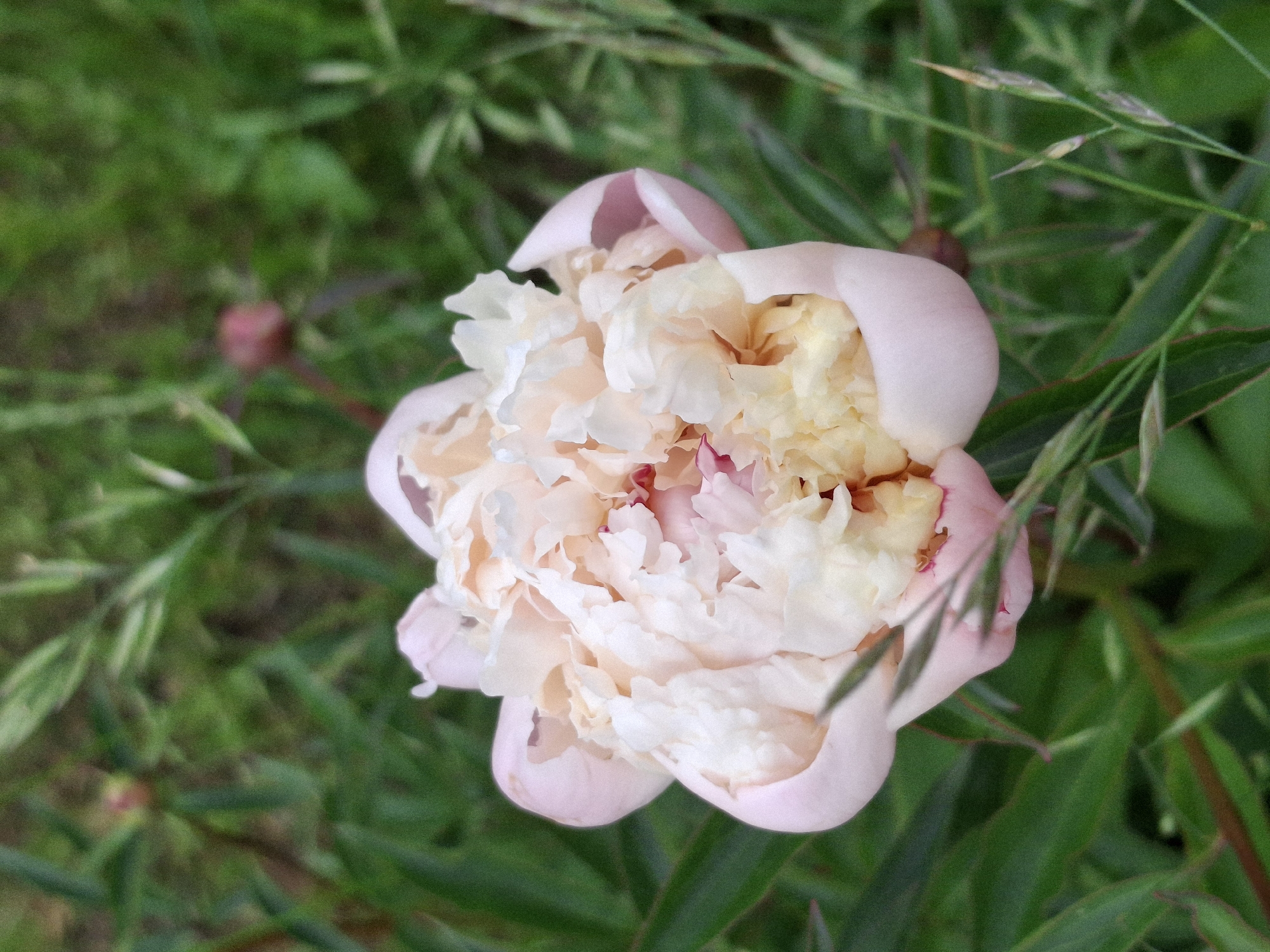 A close-up, eye-level, full-frame shot captures a partially opened, light pink and cream peony bloom. The flower is positioned centrally in the frame, with its layered petals showcasing a gradient of color from pale pink on the outer edges to a creamy yellow at its core. Delicate, ruffled petals are visible, some tinged with a hint of deeper pink.
The background is a soft, out-of-focus blur of green foliage, suggesting a garden setting. Among the greenery, some blades of grass are in focus, adding texture and depth to the scene. The overall lighting appears natural, with no harsh shadows. The image is likely taken outdoors, possibly in a park or garden within the Дубровенскі сельскі Савет, Belarus, given the naturalistic setting and the type of flower. There are no people or animals visible in the frame.