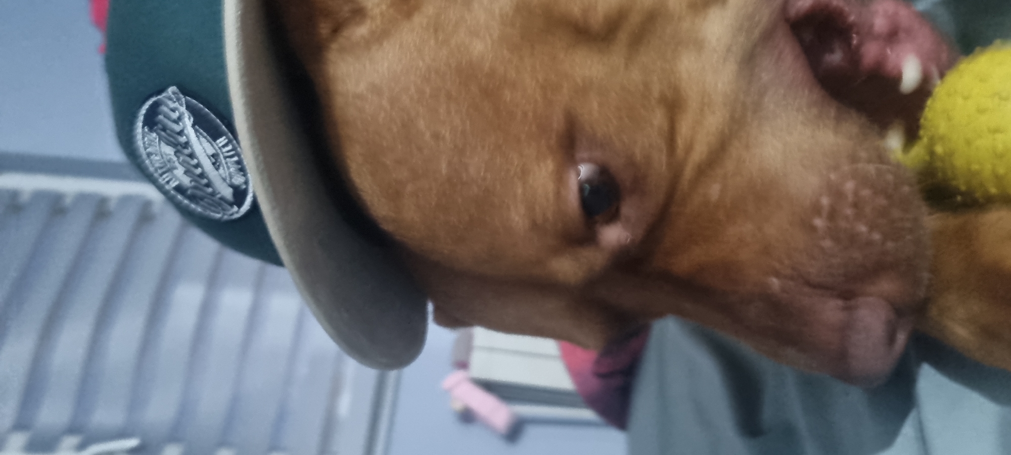 A close-up shot shows a brown dog wearing a dark green baseball cap with a silver emblem. The dog's head is tilted, and its eye is visible, looking to the side. The dog appears to be holding a yellow object in its mouth. The background is blurred, showing horizontal lines that suggest blinds or a similar structure. The lighting is dim, with a slight reddish-brown hue from the dog's fur dominating the frame.