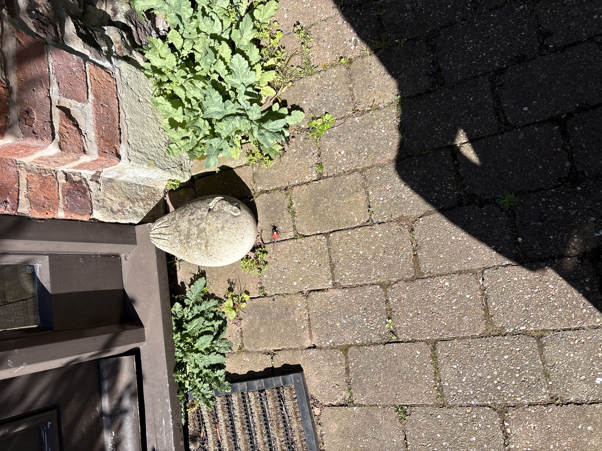 An overhead view captures an outdoor scene next to a building in Pulverbatch, United Kingdom, on a sunny day. The image is dominated by a textured concrete paved path, partially illuminated by direct sunlight and partially obscured by sharp, dark shadows cast from an unseen overhead structure or object, indicating bright daylight.
To the left, a section of a brick wall, constructed from reddish-brown bricks with visible mortar, forms part of the building's base. Green foliage, appearing as lush plants or weeds, grows abundantly along the base of this wall and spills onto the paved area. A light-colored, possibly stone, ornament with a smooth, rounded form, resembling a stylized bird or abstract shape, rests on the concrete path near the wall.
In the lower left quadrant, a portion of a dark, possibly brown or black, wooden door or door frame is visible, showing some wear and peeling paint. Next to this, a black doormat with a ridged, textured surface is partially seen on the path. The concrete paving stones are rectangular, greyish, and contain small visible aggregate, with some grass and smaller weeds growing in the gaps between them. There are no people or discernible activities taking place, and no visible text in the image.