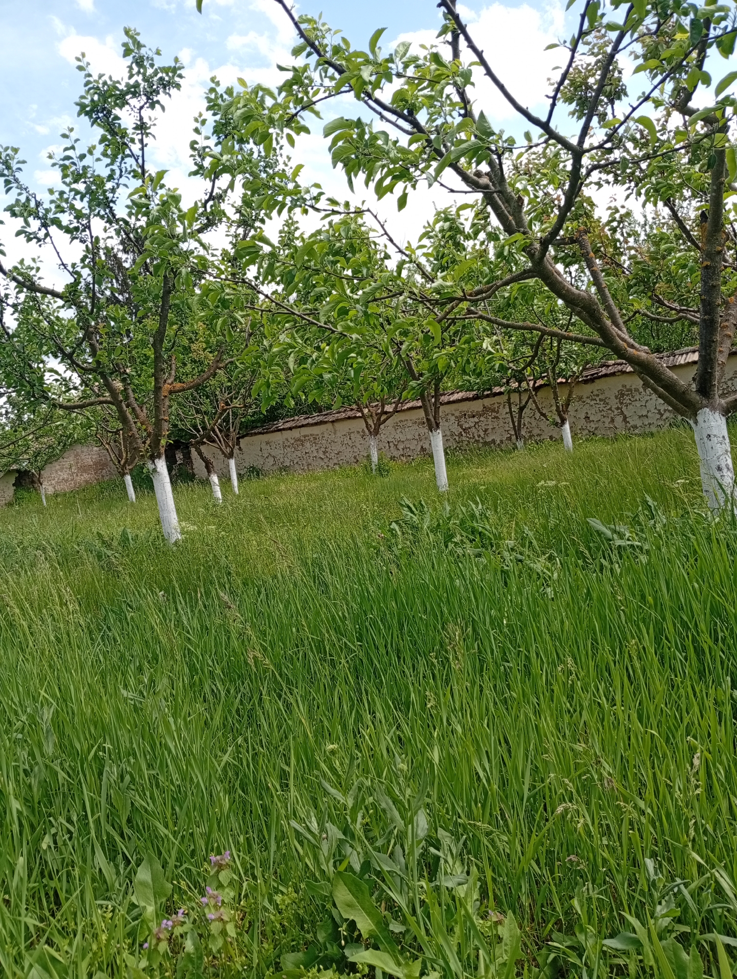 The image depicts a grassy field in Svetlen, Bulgaria, featuring a row of trees with whitewashed trunks. Behind the trees is a low, weathered stone wall. The sky is partially visible, with clouds scattered across a blue background. The focus is on the tall green grass in the foreground. No people are visible.