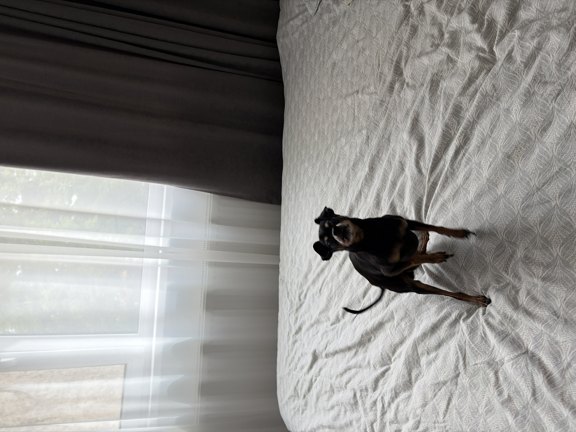 A small, black and tan dog, resembling a Miniature Pinscher, is the central subject of this image, positioned on a bed. The dog is captured with its mouth open, possibly mid-yawn or vocalization, and its ears are perked, indicating alertness or engagement. Its body posture suggests movement or playfulness.
The dog rests on a rumpled bed covered with a light grey or white bedspread. The bedspread features a distinct, textured pattern of intertwined, leaf-like or chevron shapes. To the left of the bed, a large window is visible, providing ambient natural light. The window is partially covered by sheer white blinds or curtains, which soften the incoming light. Darker grey, thick curtains are visible at the top-left, pulled partially open.
The scene takes place indoors, likely a bedroom, during the daytime, suggested by the bright light filtering through the window. No people are visible in the image. There is no visible text. The location context provided is Svetovrachene, Bulgaria.