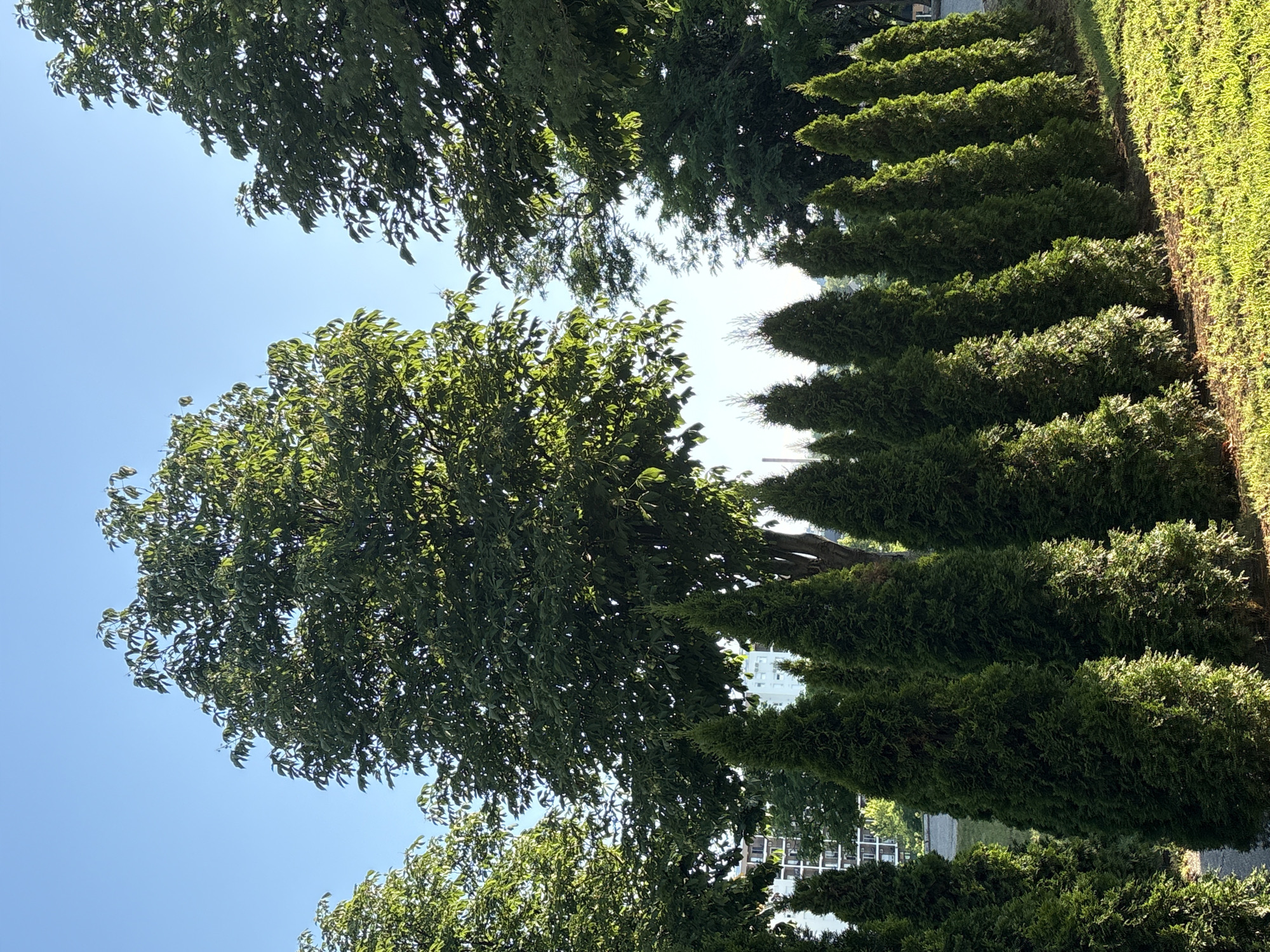 The image depicts a row of tall, conical evergreen trees, likely arborvitae, planted in a curved line on a grassy embankment. Behind them, a large deciduous tree with lush green foliage dominates the central background. In the far background, several modern, multi-story buildings with white facades are visible, suggesting an urban or suburban setting. The sky is a clear, bright blue. The lighting indicates it is daytime, possibly morning or afternoon, with the sun casting shadows and illuminating the grass. The scene appears to be a park or landscaped area within the city of Kragujevac, Serbia, given the architecture and the presence of manicured greenery. No people are present in the image.