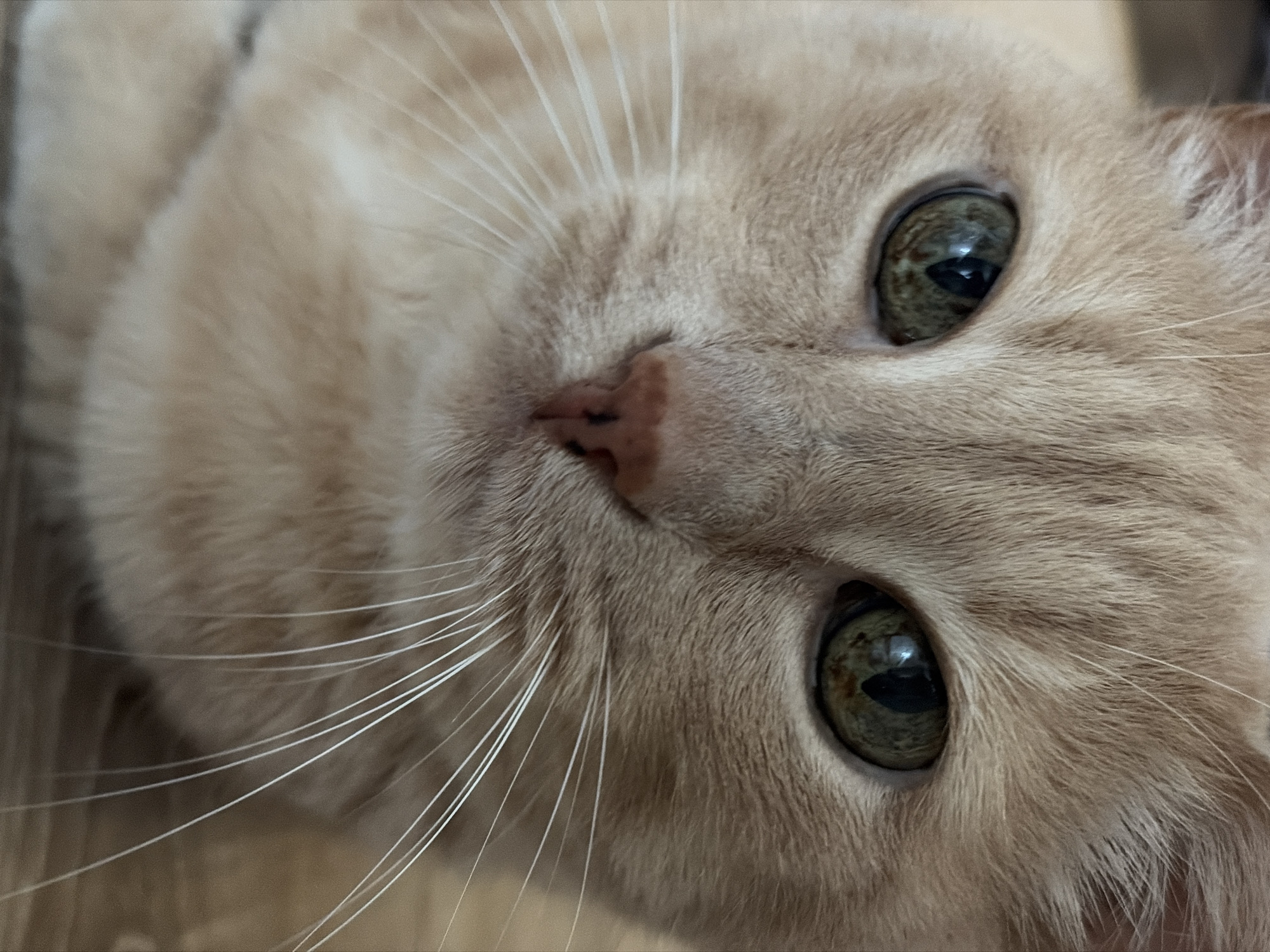 The image is a close-up, eye-level, head-on photograph of a ginger cat's face. The cat's fur is a light peach color with subtle tabby markings visible on its forehead and around its eyes. Its eyes are large and green with dark pupils, reflecting light. The cat's nose is a soft pink with darker pigment spots. Long, white whiskers fan out from its muzzle. The background appears to be a wooden surface, possibly a floor or table, in a muted brown tone. The lighting is soft, creating a gentle illumination of the cat's face. The location is not discernible from the image itself.