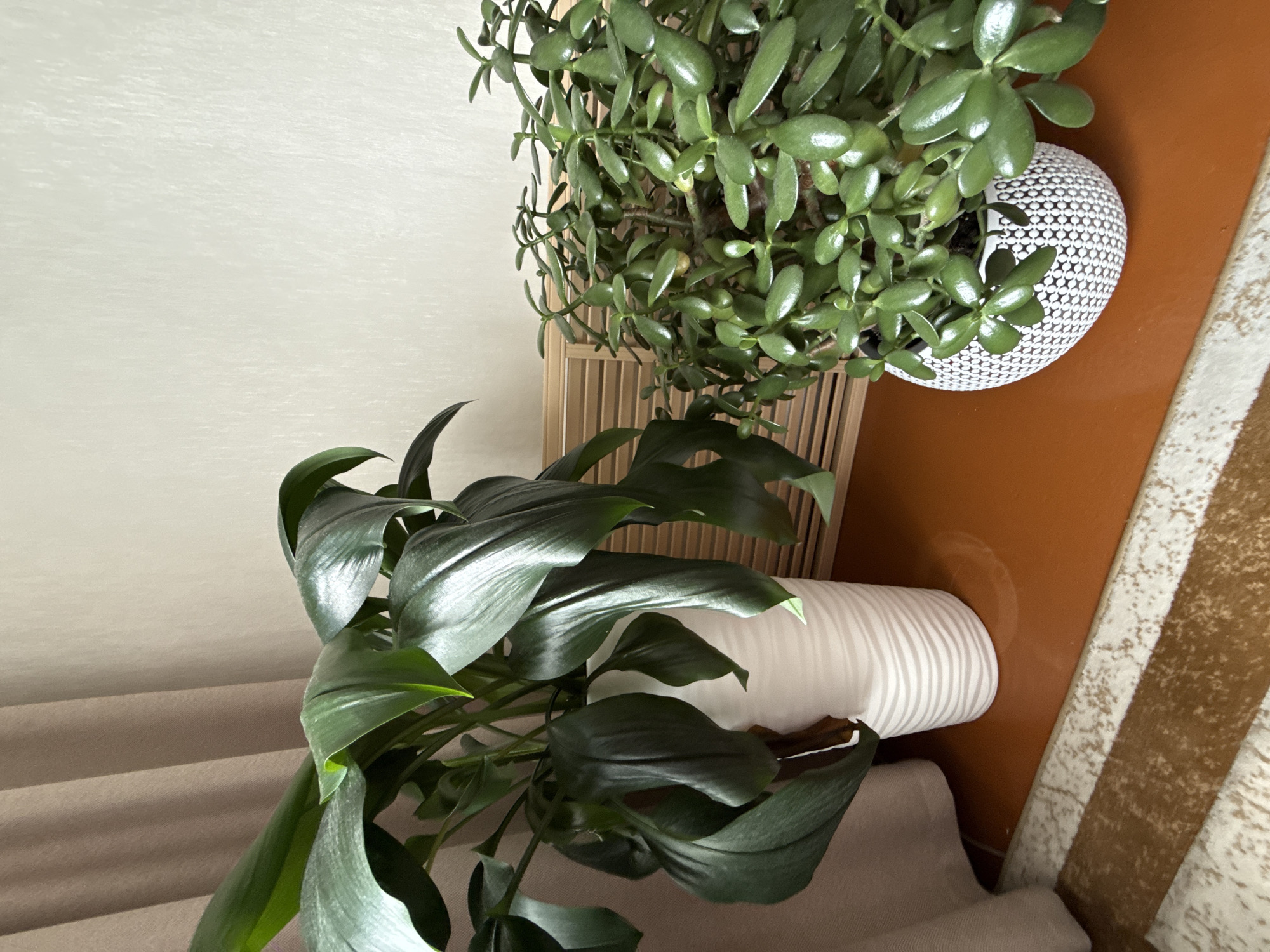 The image depicts an indoor scene featuring two potted plants. On the left, a large plant with dark green, glossy leaves sits in a white, textured pot. To its right, a smaller plant with succulent, oval-shaped green leaves is housed in a white pot with a black geometric pattern. Both plants are situated on a reddish-brown surface, possibly a windowsill or shelf. In the background, a beige curtain hangs on the left, and a slatted wooden structure is visible behind the plants on the right. A plain, off-white wall forms the backdrop. The scene appears to be an interior residential setting. No people are present in the image. The location is identified as Krasnogorskoye, Russia.