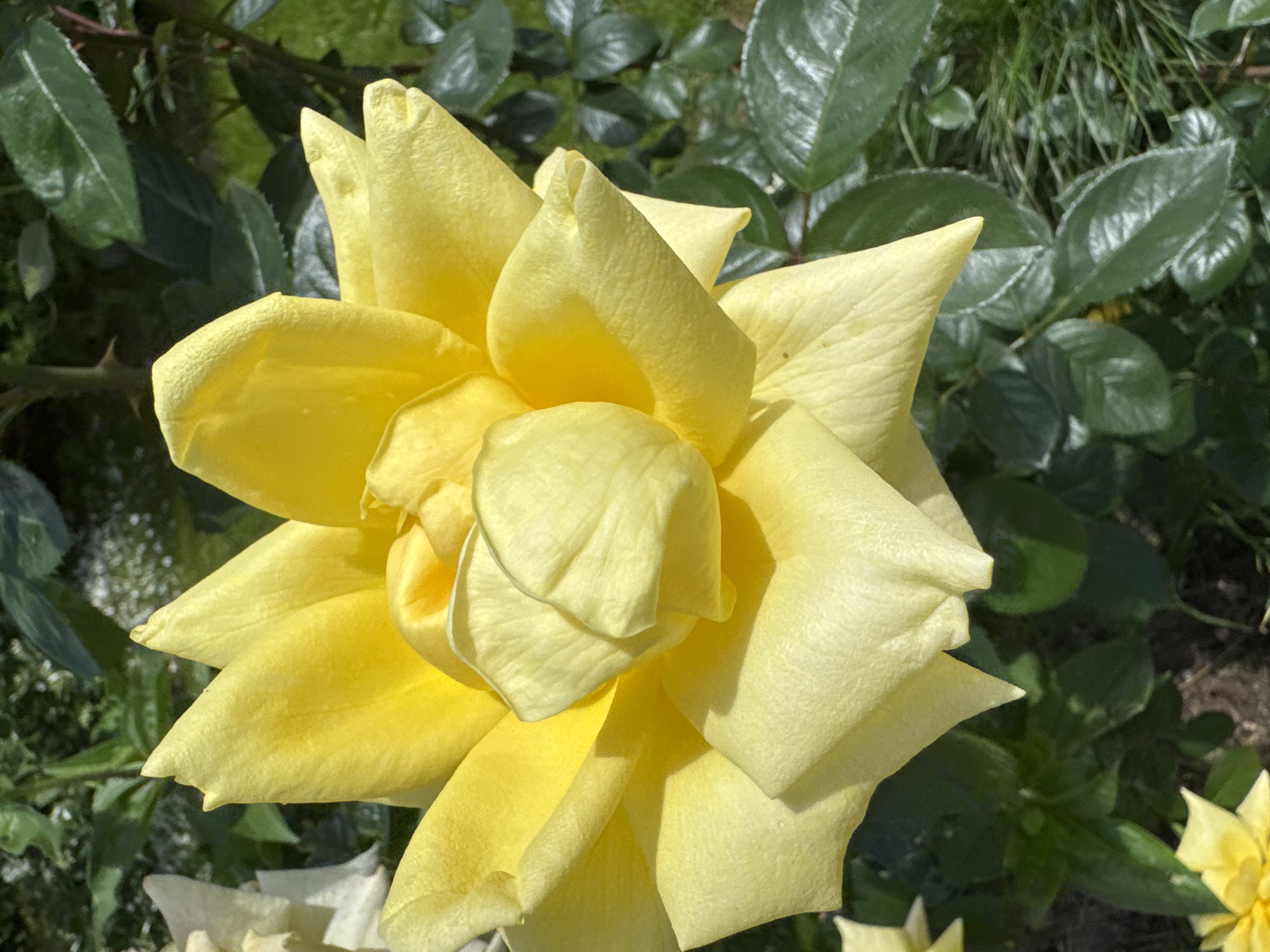 A close-up, overhead shot of a bright yellow rose in bloom. The rose's petals are tightly furled in the center, with outer petals spreading outwards. The rose is situated in a garden setting with green foliage and grass in the background. The lighting suggests it is daytime, with sunlight illuminating the flower. There are no people or other discernible objects in the immediate vicinity of the rose. The location is in Zemledelets-90 Spk, Russia.