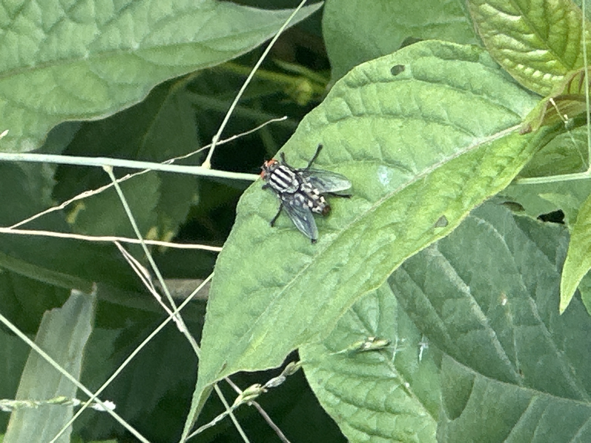 A fly with striped black and white thorax and spotted wings is resting on a green leaf. Grass is in the background. The location and city of Ikot Ekpene, Nigeria are not discernible from the image.