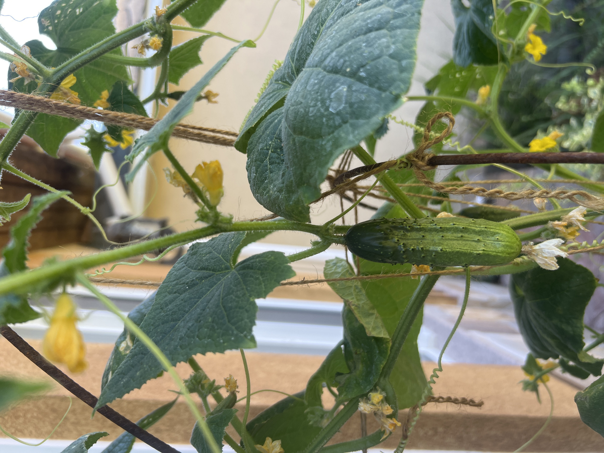 The image shows a close-up view of a cucumber plant growing vertically, possibly in a garden or on a balcony. A single, immature cucumber hangs from a stem, appearing green with prickly bumps. Several yellow cucumber flowers are visible throughout the plant, some in bloom and others wilting. The plant is supported by a dark brown vertical stake and tied with twine. Lush green leaves, some with visible veins, surround the cucumber and flowers. The background is out of focus but suggests an outdoor setting with a building facade that appears to be beige or light brown and a glimpse of a white structure. The lighting suggests it is daytime. There are no people or animals clearly visible in the image. The image does not contain any specific details or landmarks that would allow for the determination of its location in Bender, Moldova.