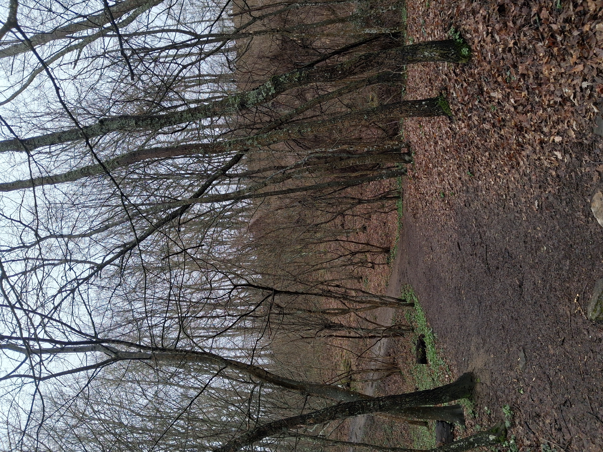 The image depicts a path through a deciduous forest in Medven, Bulgaria during late autumn or early winter. Trees with bare branches fill the frame, their limbs reaching towards a pale, overcast sky. The ground is covered in fallen brown leaves and a muddy trail winds through the trees. The light is muted, suggesting an overcast day. There are no people or animals visible. The environment appears natural and undisturbed.