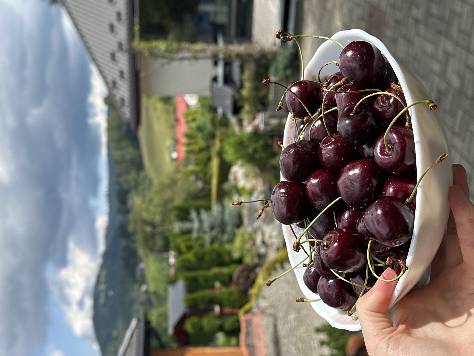 A hand holds a white bowl filled with dark red cherries, with stems attached. The bowl is positioned in the foreground, with a blurred background of a residential area and rolling hills under a cloudy sky. The architecture in the background suggests a rural or suburban setting, with houses, trees, and a mountainous landscape, likely in or near the city of Wisła, Poland. The image captures a close-up of the fruit with a shallow depth of field, rendering the background out of focus.