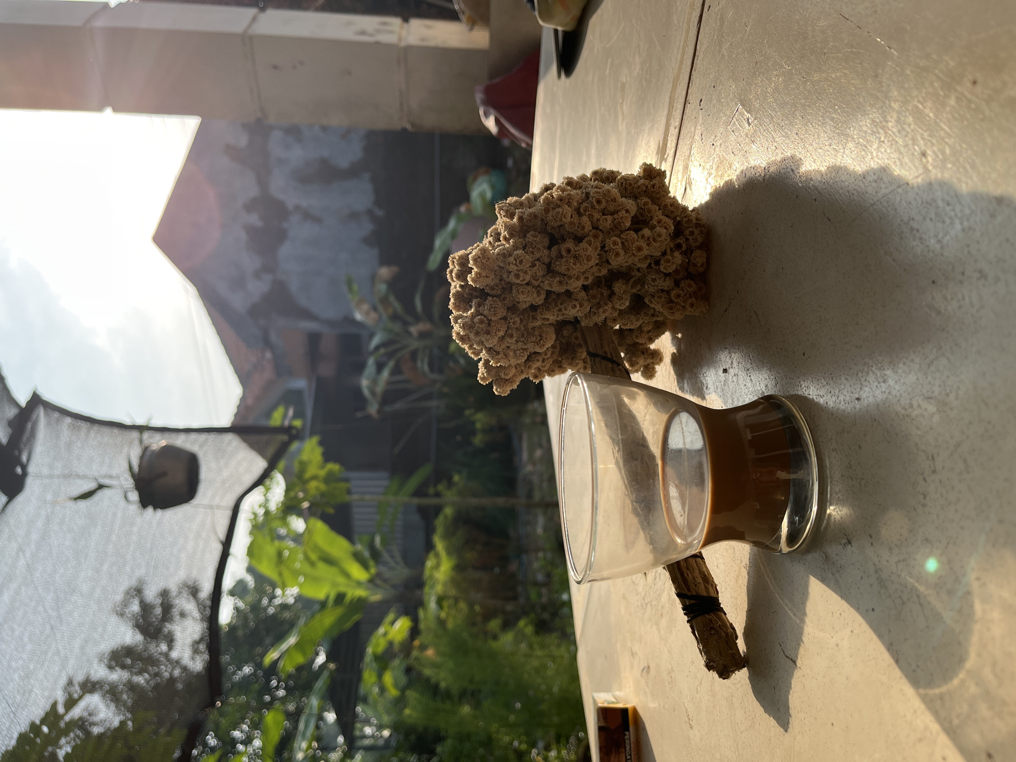 In the city of Karangkebagusan, Indonesia, on a table outside, a small glass of coffee sits next to a dried flower bouquet. The glass is half-full of a dark brown liquid, likely coffee. The dried bouquet is composed of many small, light brown, bud-like flowers. A thin wooden stick, bound with black string, protrudes from the glass and is connected to the bouquet. In the background, lush green foliage and banana leaves are visible, indicating a garden or backyard setting. A building with a weathered facade is also present, with sunlight casting a lens flare across the image. The lighting suggests it is either early morning or late afternoon. A packet of cigarettes is visible to the left of the coffee glass.