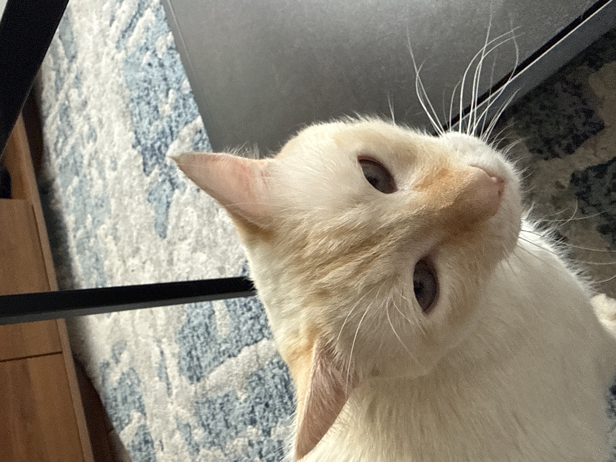 A close-up, high-angle shot shows a light-colored cat tilting its head, with its face angled upwards towards the camera. The cat's fur is primarily white with patches of orange on its head, nose, and ears. Long white whiskers extend from its face. The cat's eyes are a dark color. In the background, there is a blue and white patterned rug, a section of a black table leg, and a wooden cabinet. The location is likely indoors. There is no information available about the location being in Mexico City, Mexico.