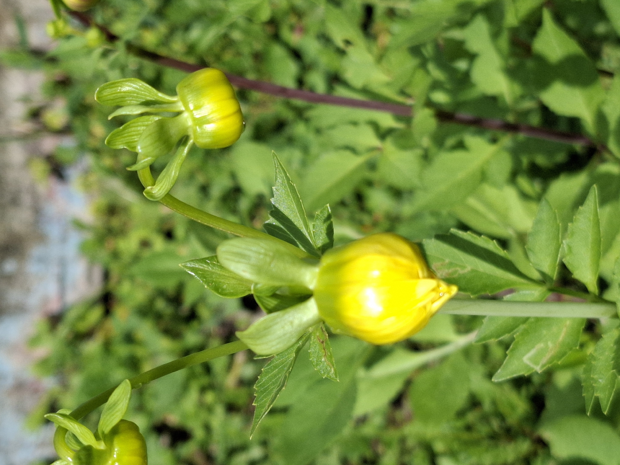 A close-up, eye-level shot focuses on three yellow flower buds with green sepals, set against a blurred background of green foliage. The largest bud, positioned in the lower-center of the frame, is a vibrant yellow and appears to be developing petals. Two smaller buds are visible above and to the right of the main subject, one with partially unfurled green sepals. The surrounding greenery is lush and out of focus, suggesting a natural or garden setting. The lighting is bright, casting highlights on the glossy surfaces of the buds. The overall scene is one of burgeoning floral growth.